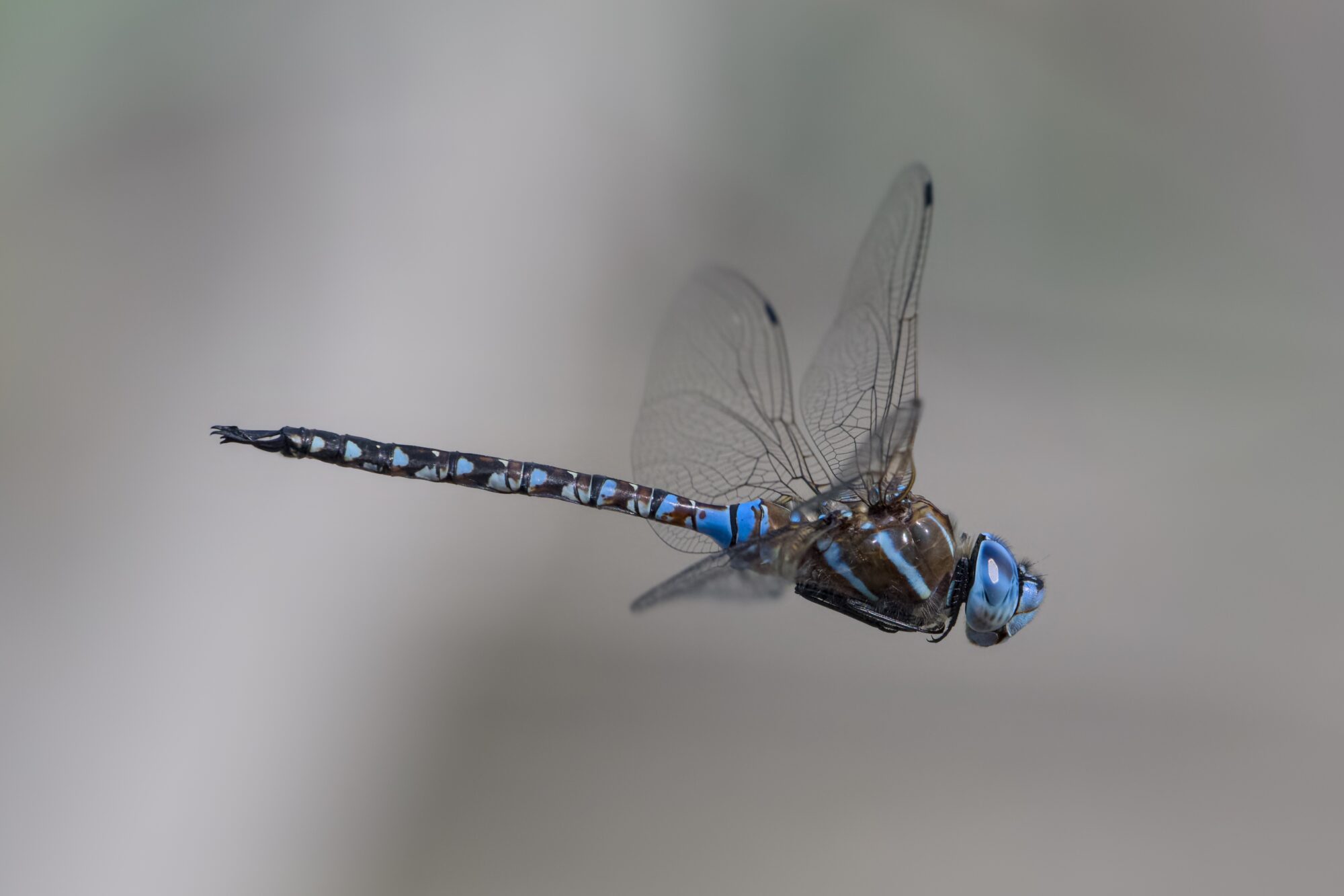 A Blue-eyed Darner -- a dragonfly with bright blue eyes and a mixed blue + brown body -- is hovering in midair