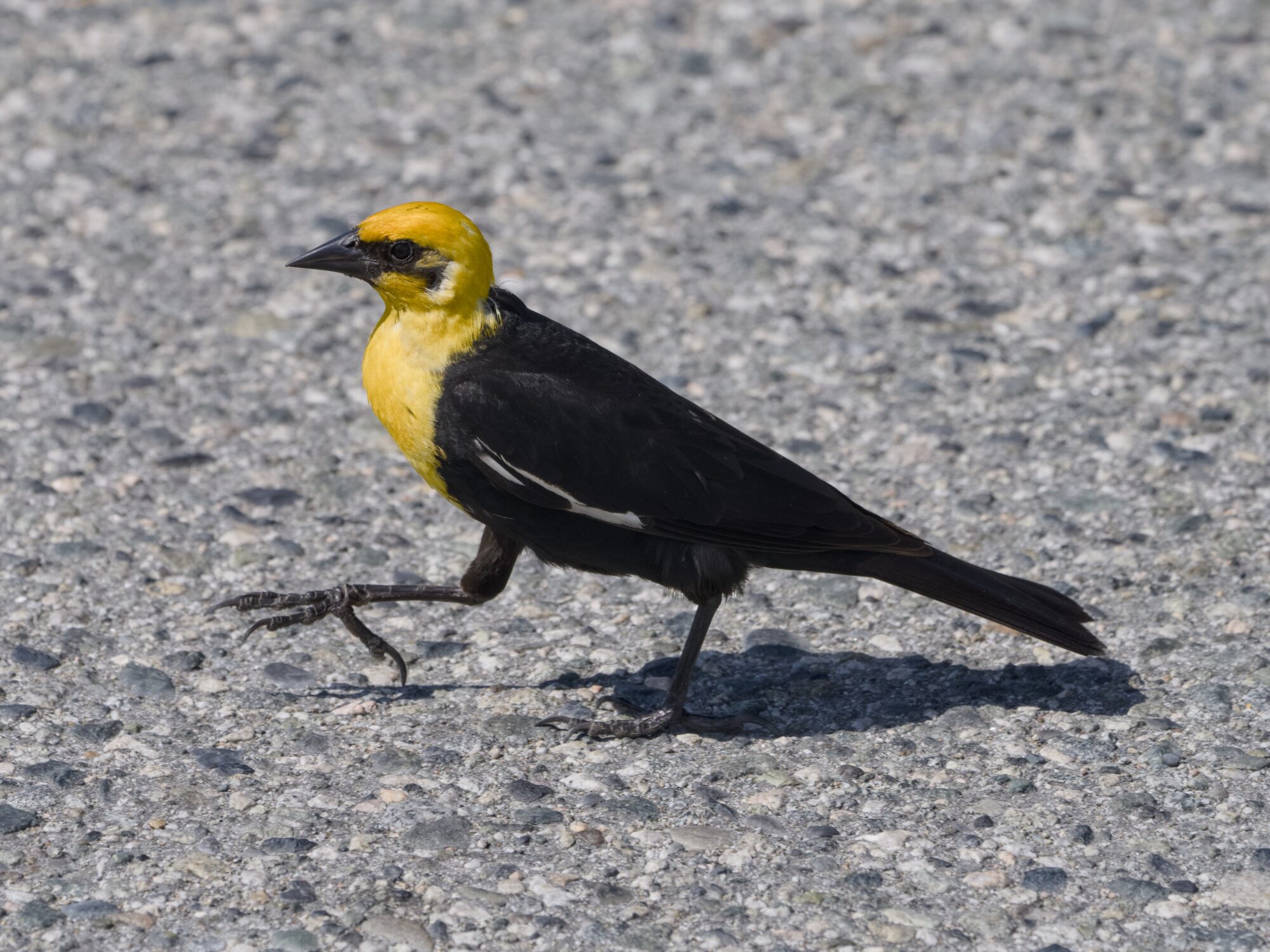 A male Yellow-headed Blackbird walking along on concrete