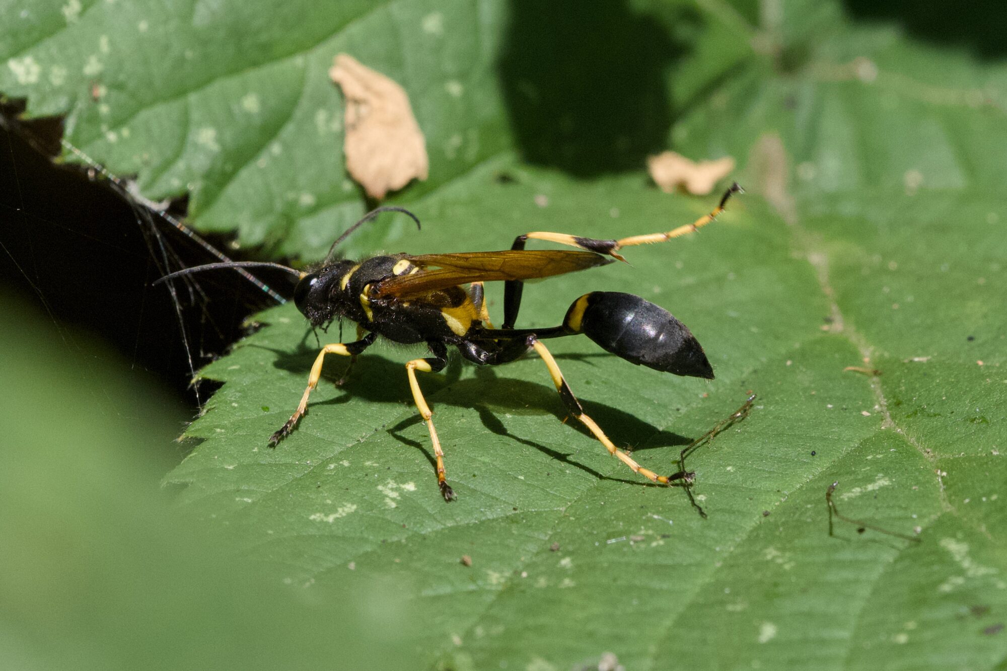 A mud dauber wasp, the kind with the impossibly thin abdomen, is resting on a green leaf
