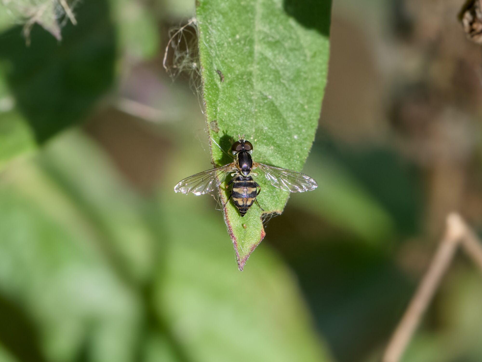 A hoverfly is resting on a leaf