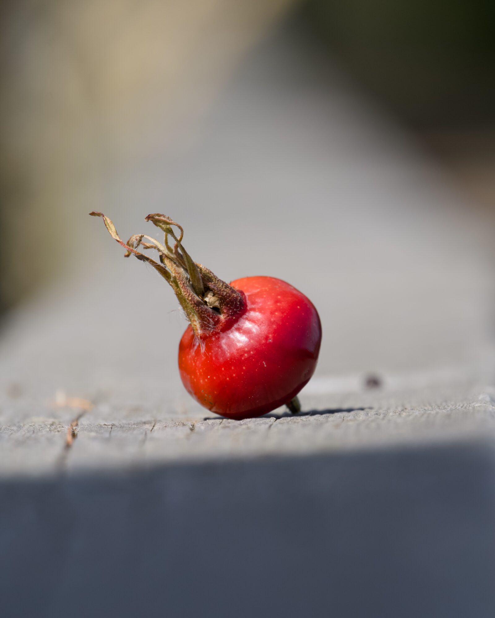 A rose hip on a wooden fence, making a nice forced perspective shot