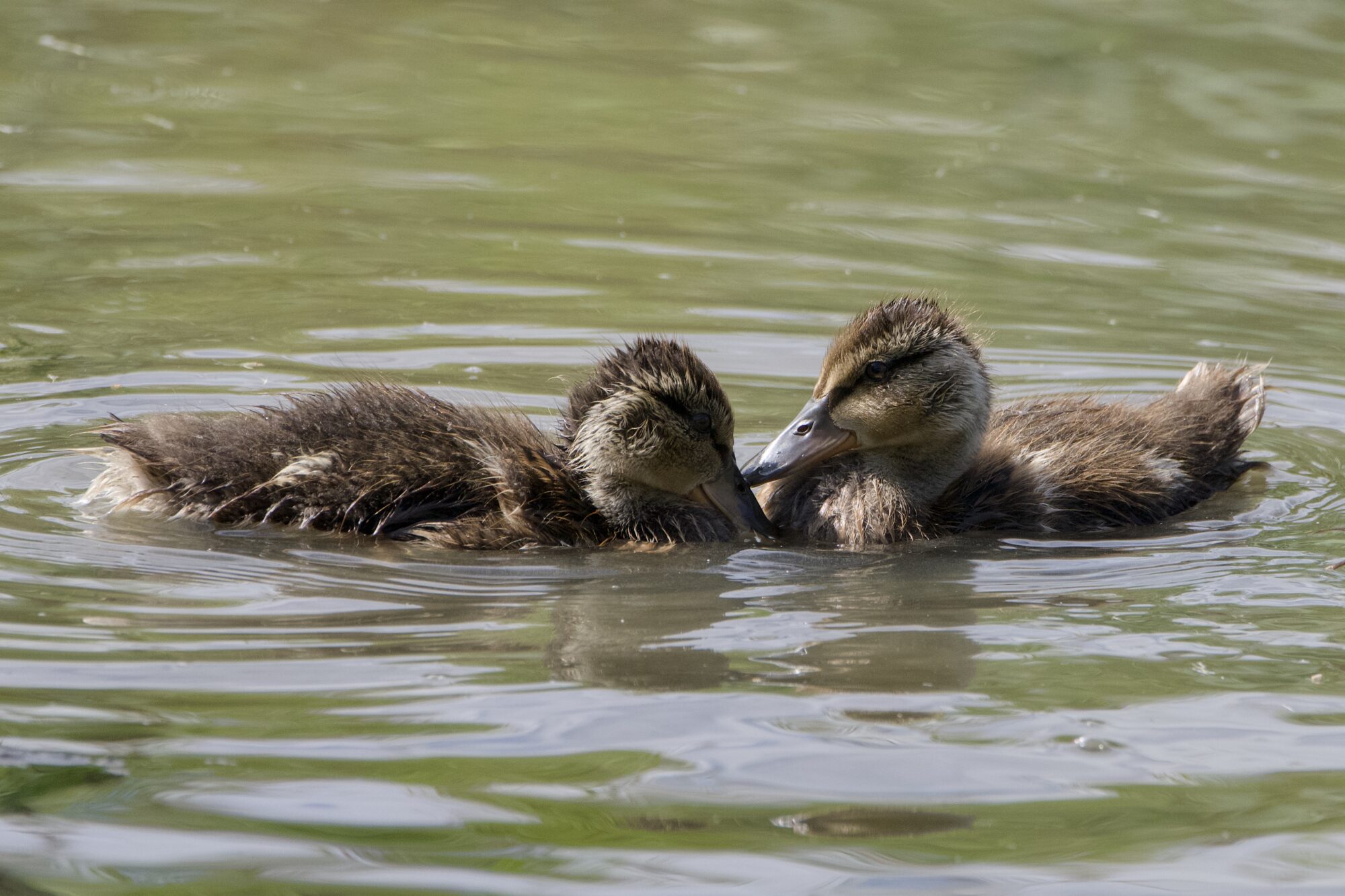 Two Mallard ducklings on the water, almost butting heads