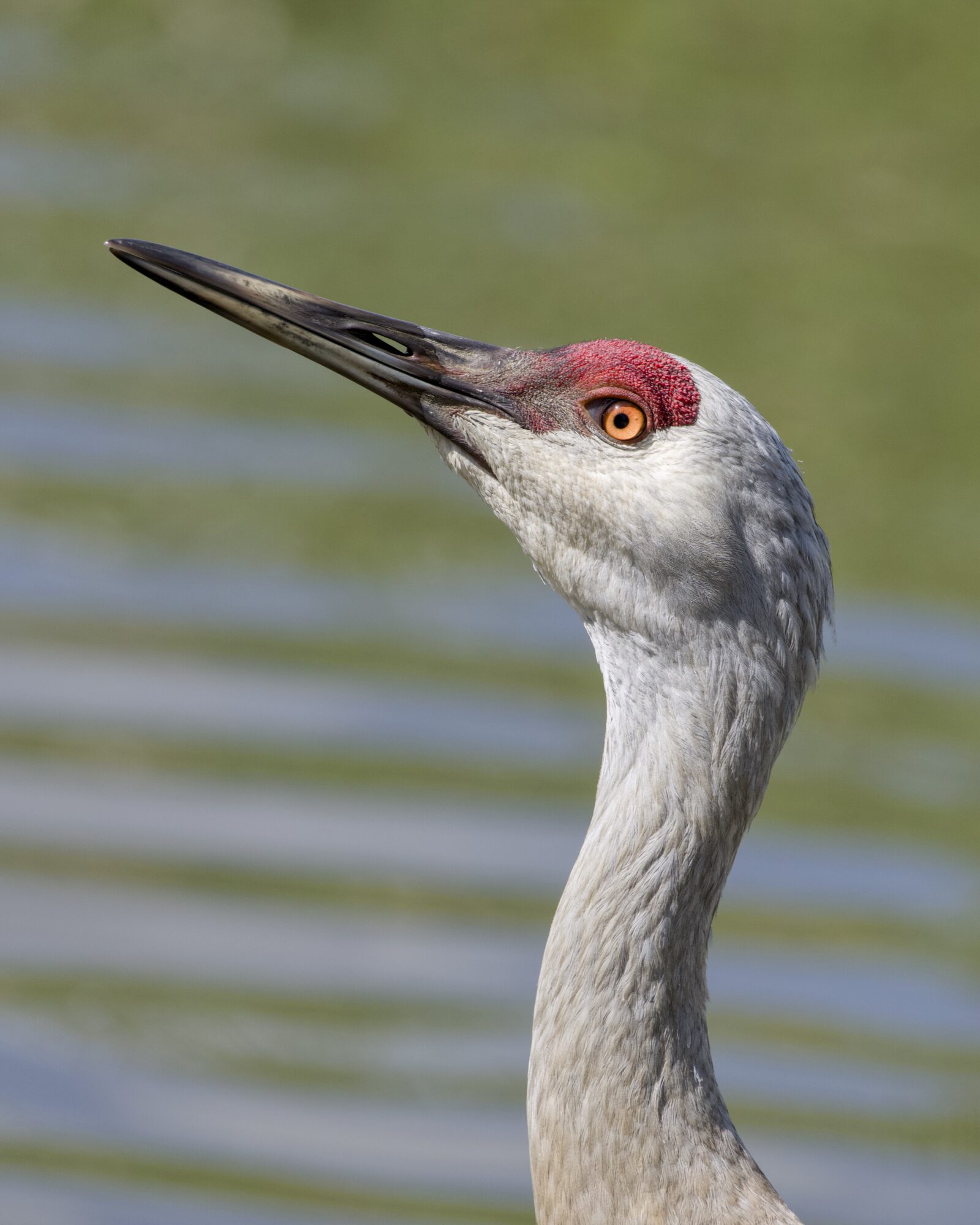 A closeup of a Sandhill Crane head and neck, pointing upwards. Greenish water in the background