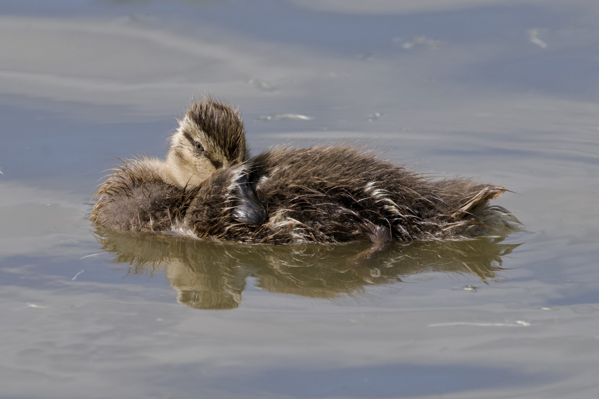A Mallard duckling on the water, tucking its bill under its wing
