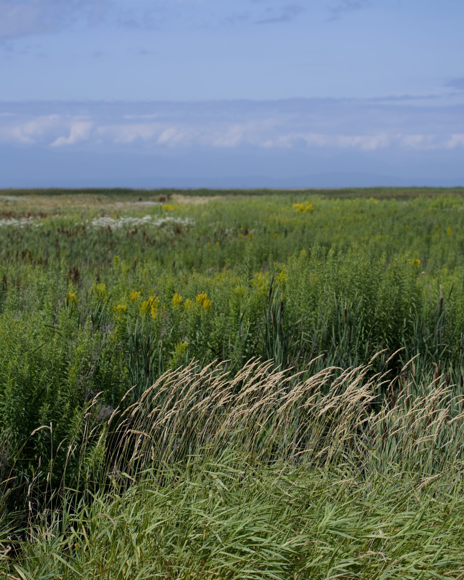 Green reeds and grasses as far as the eye can see, under a mostly blue sky