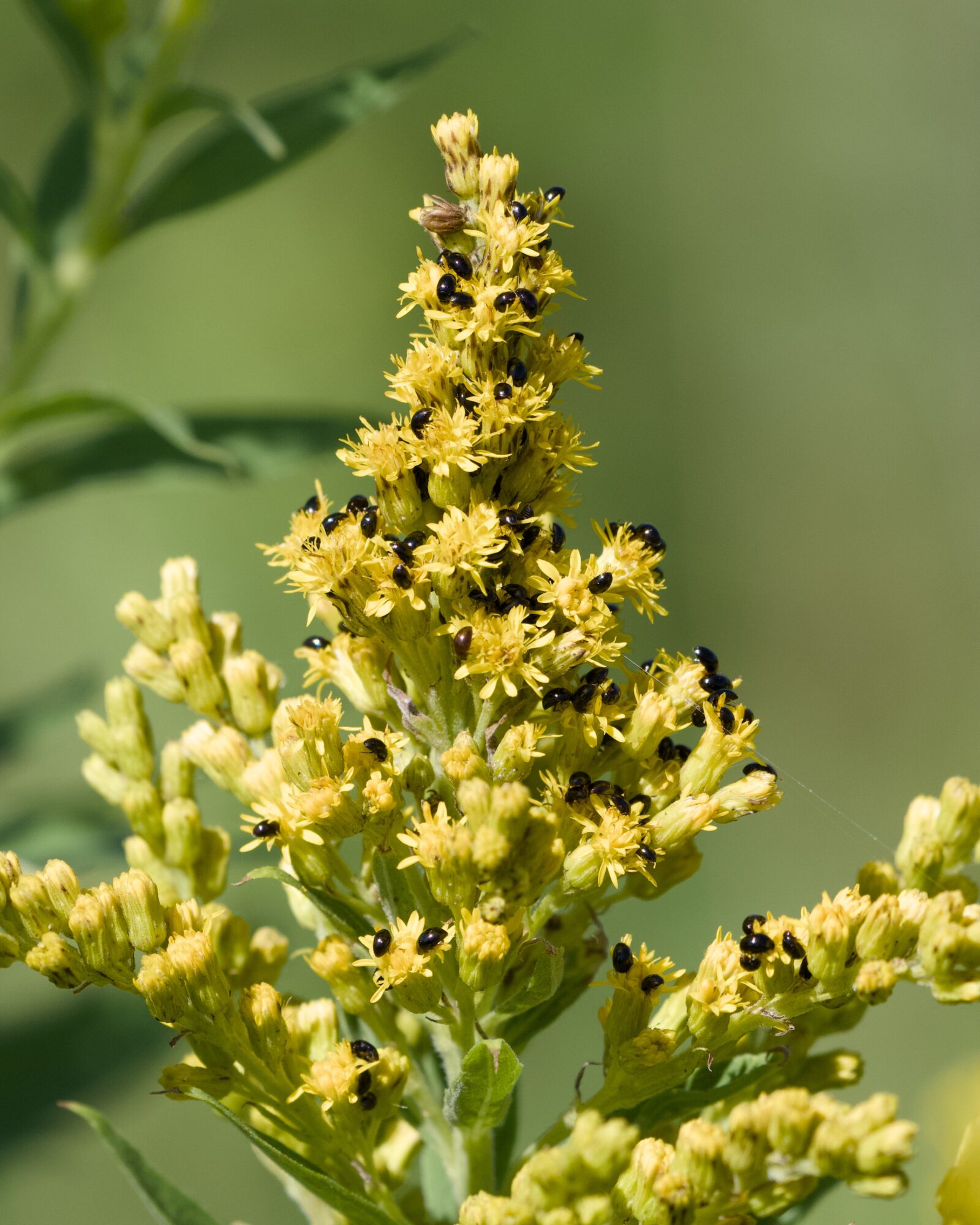 A bunch of tiny black beetle-like bugs crawling over a cluster of bright yellow flowers