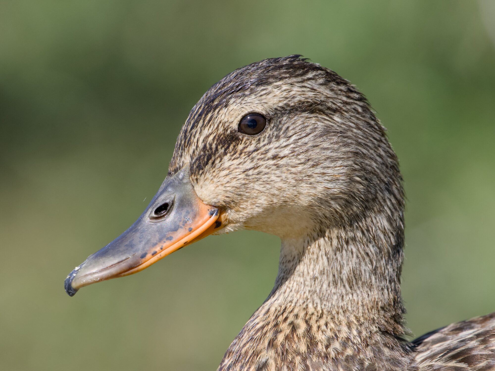 A closeup of a female Mallard's face