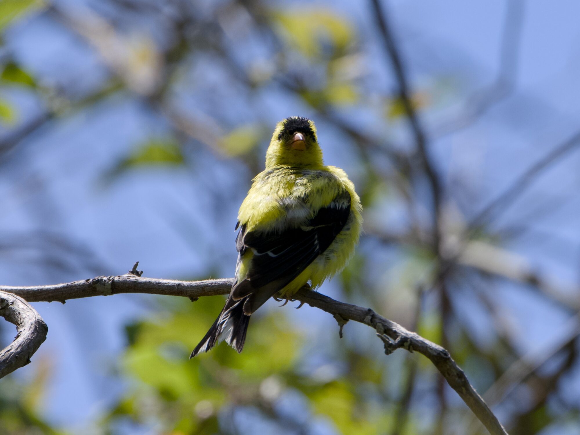 A male American Goldfinch is up in a tree, backlit