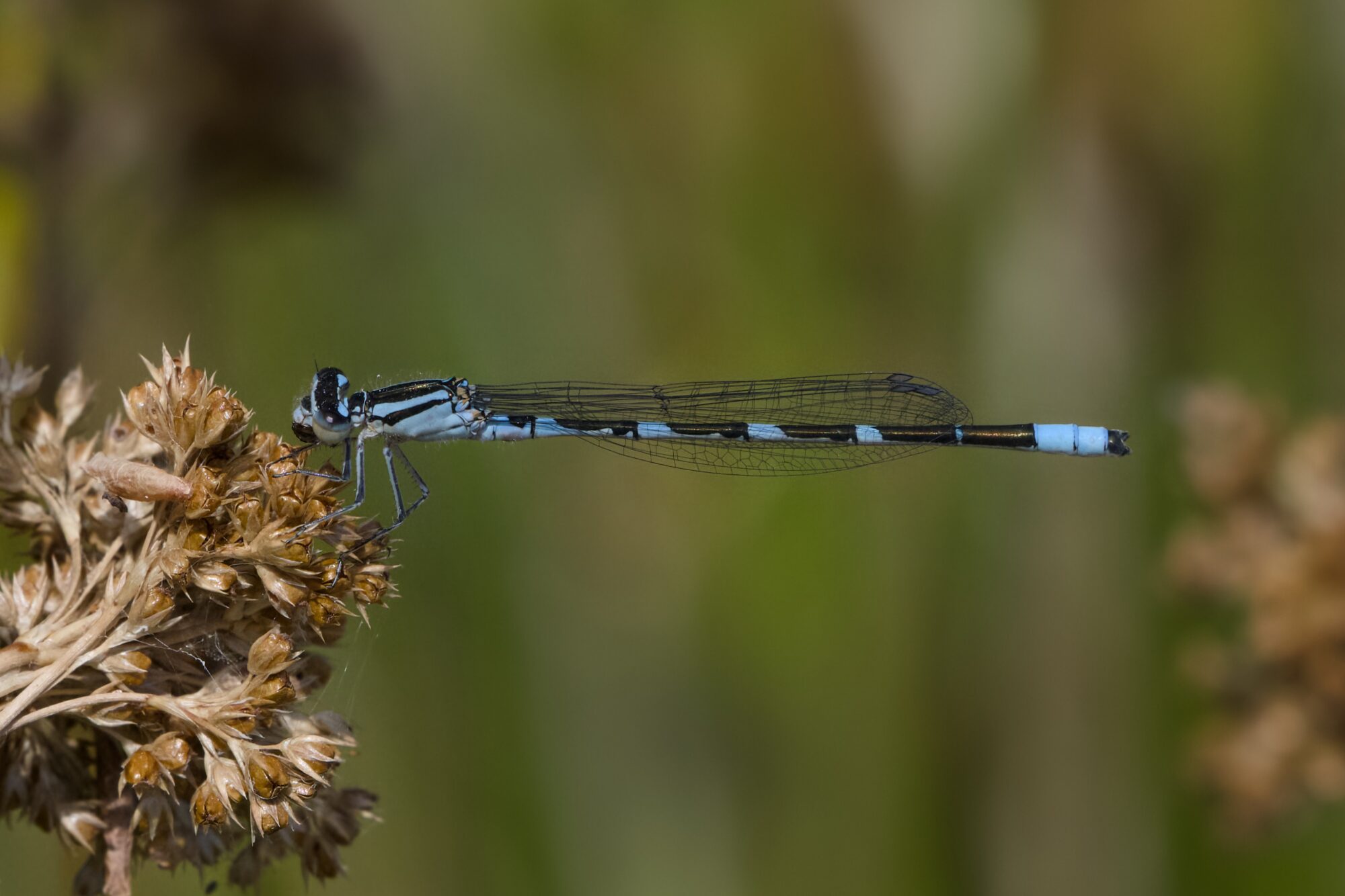 A Northern Bluet damselfly (sky blue and brown) is resting on a clump of flowers. Its body is pretty much horizontal
