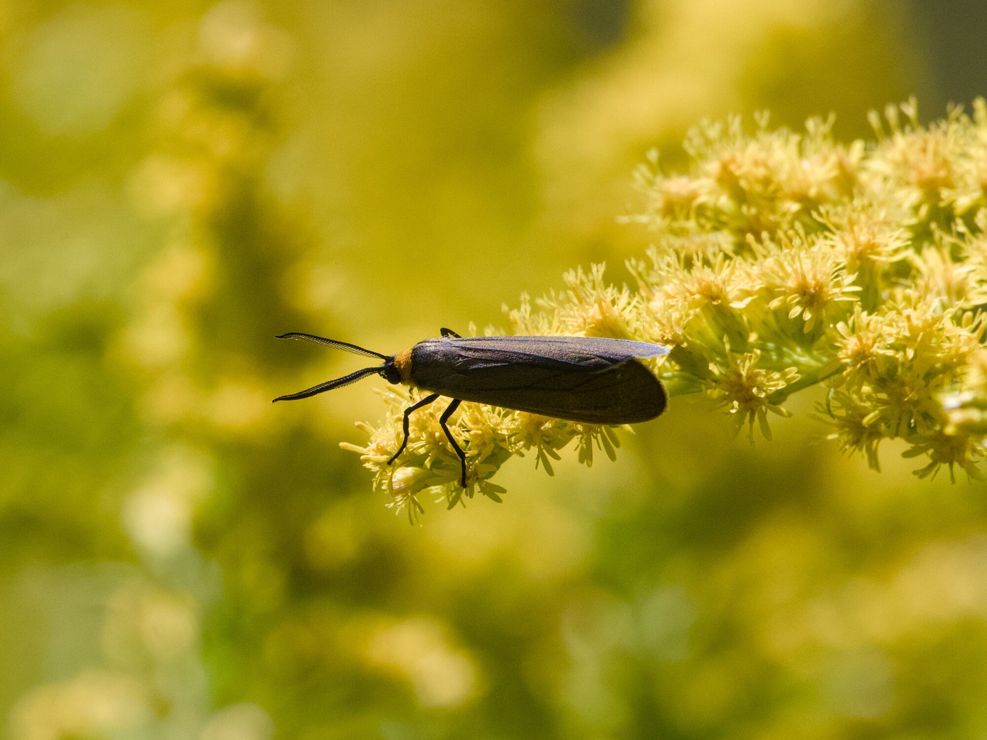 An insect with reddish wings and frilly antennae, on clumps of bright yellow flowers