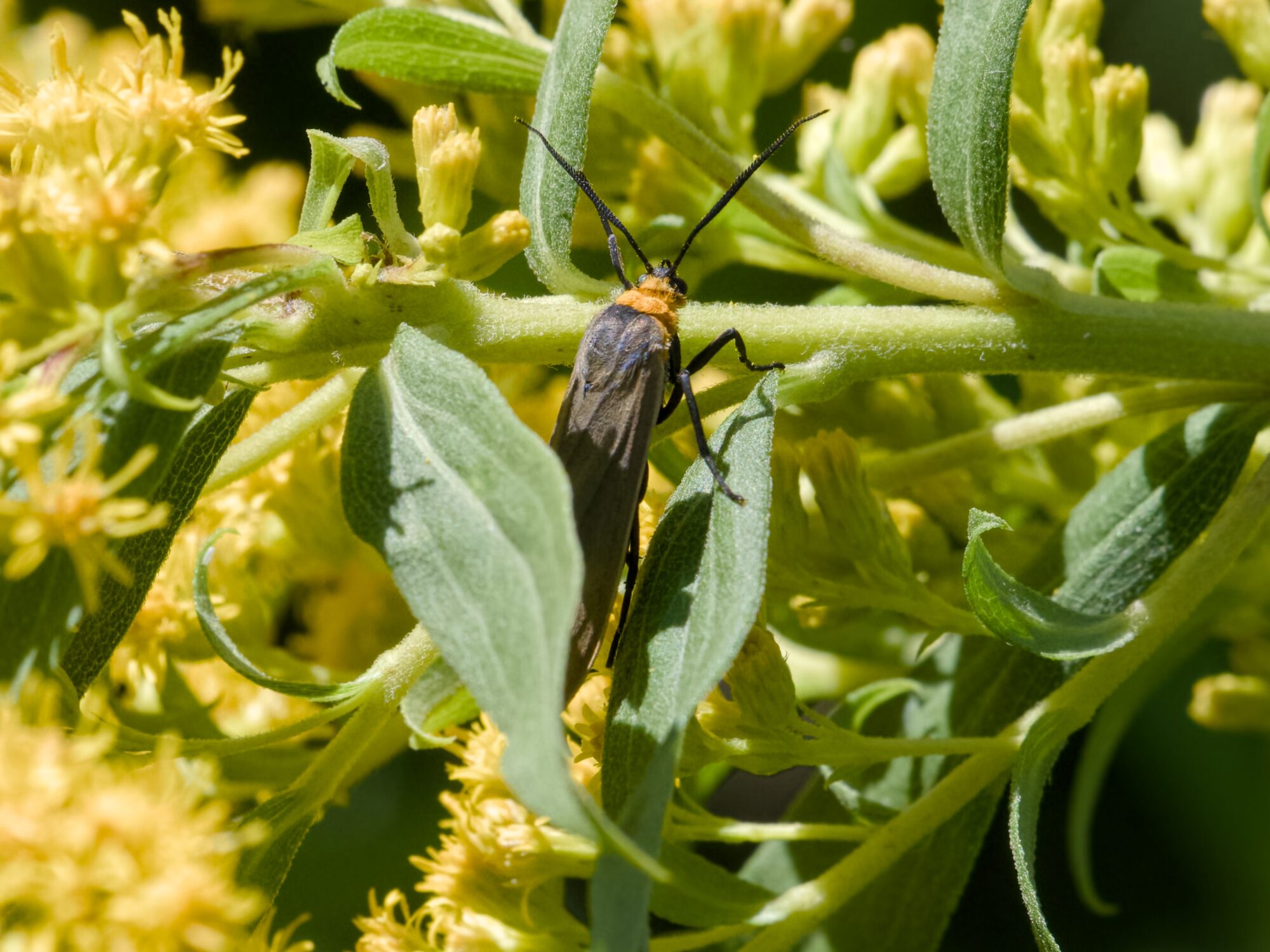 An insect with reddish wings and frilly antennae, peeking out from between two leaves