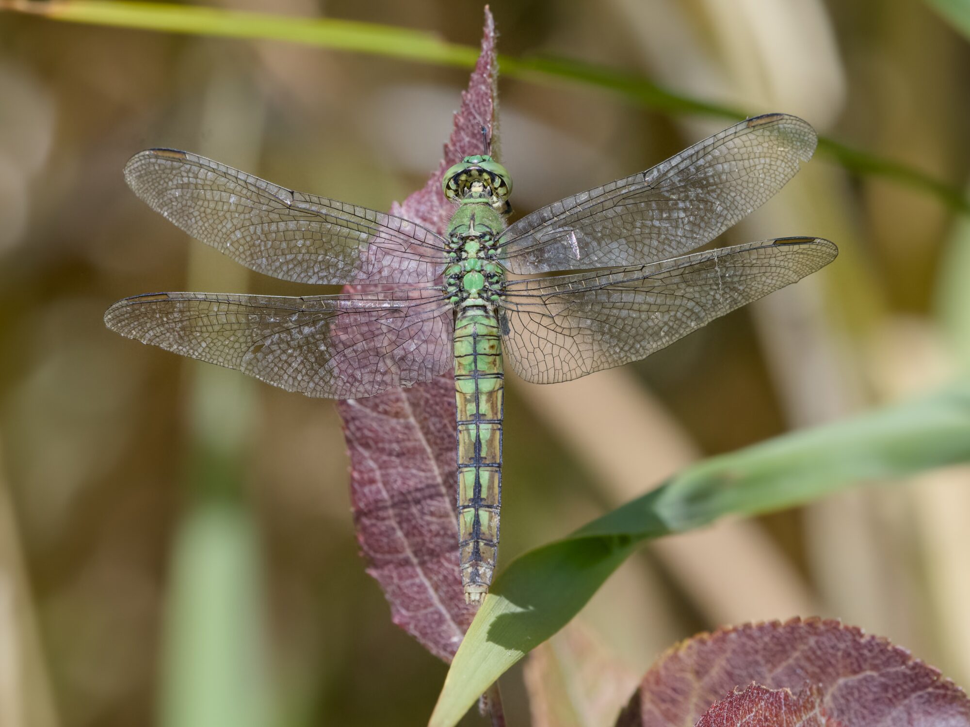 A gorgeous dragonfly with mostly green colour scheme, resting on a leaf