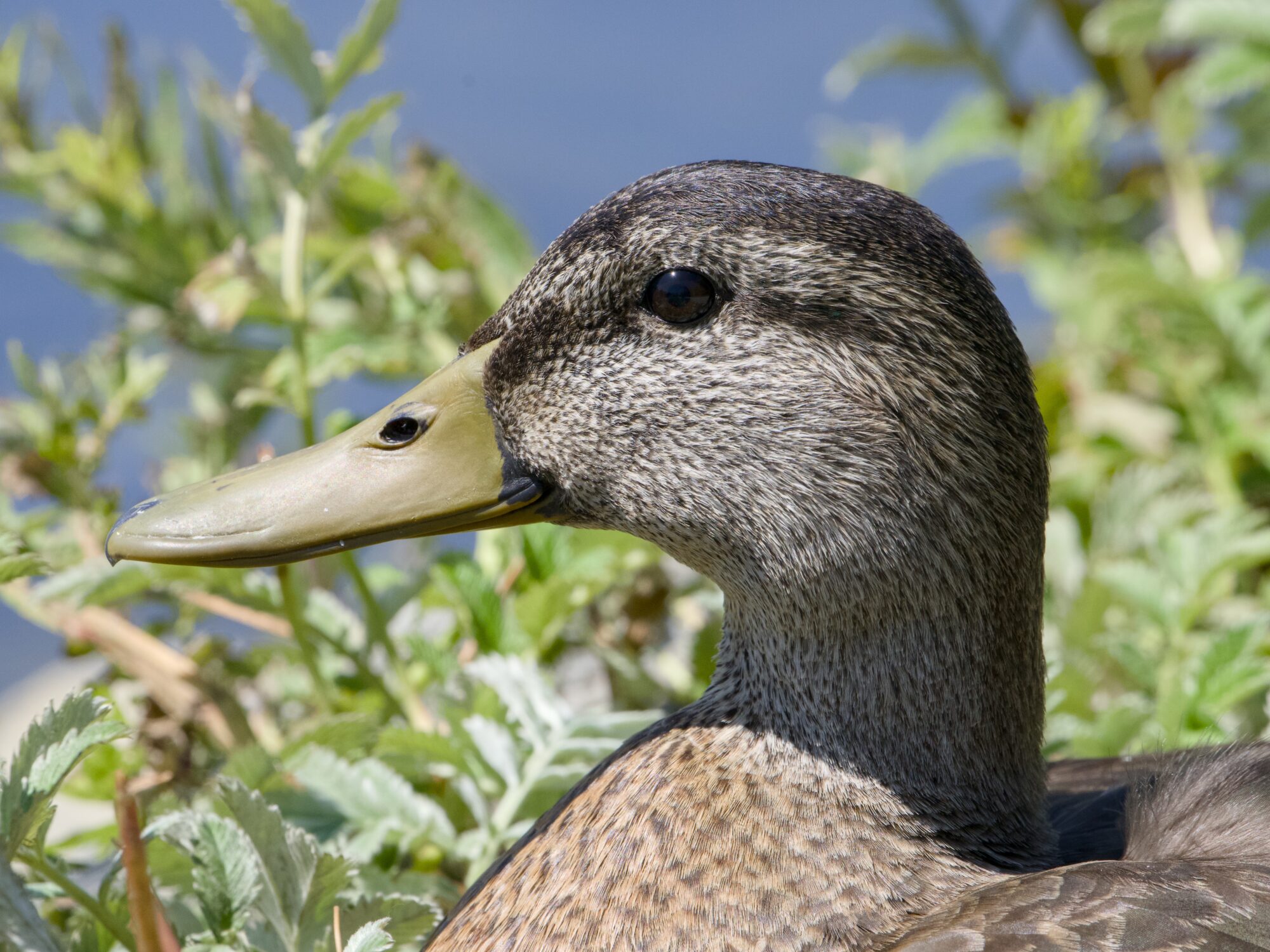 A closeup portrait of a male Mallard in eclipse colours
