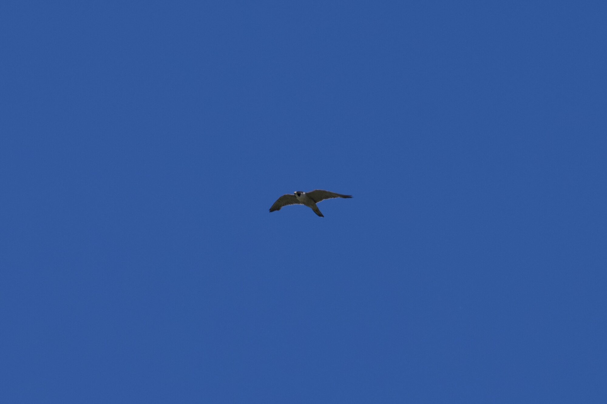 A Peregrine Falcon soaring very high above, against a solid blue sky