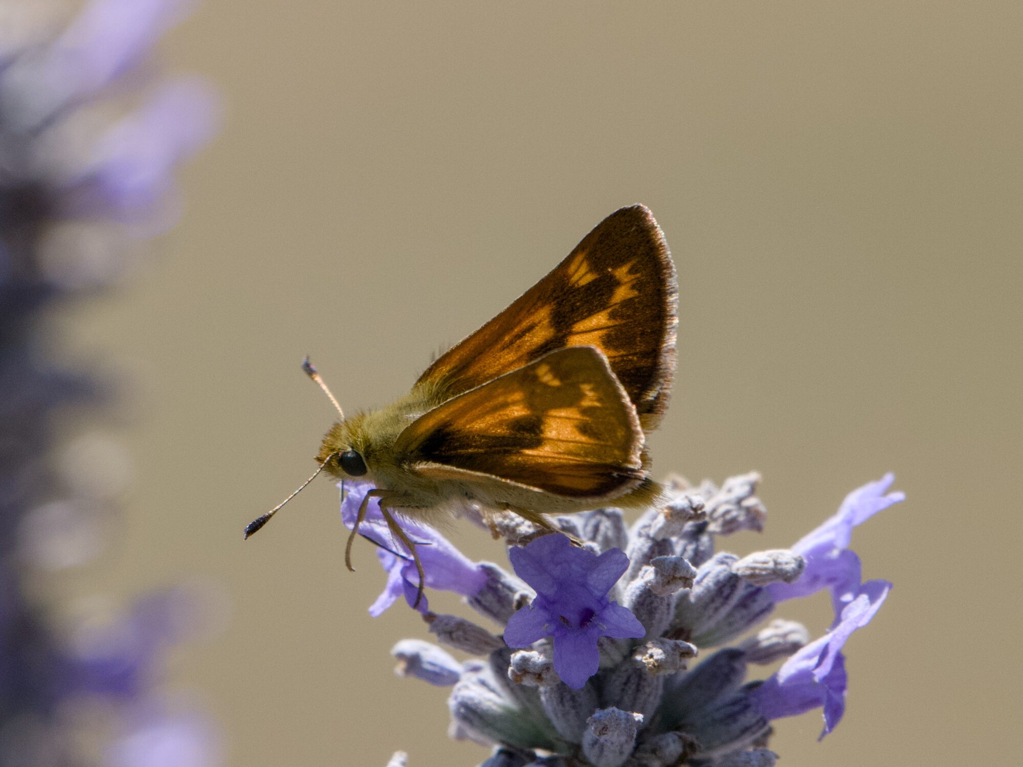 A Woodland Skipper (a small brown and orange butterfly)  is sitting on a clump of lavender flowers