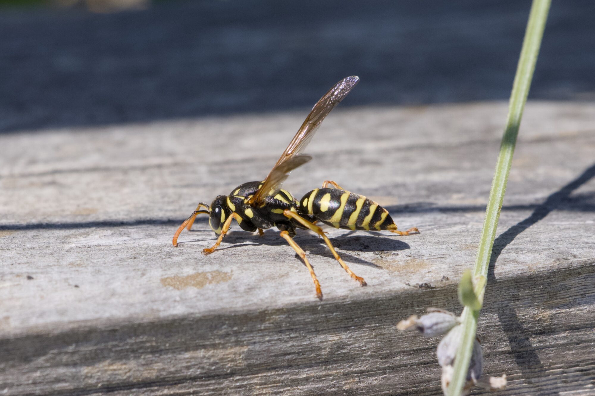 A yellowjacket wasp on a wooden fence