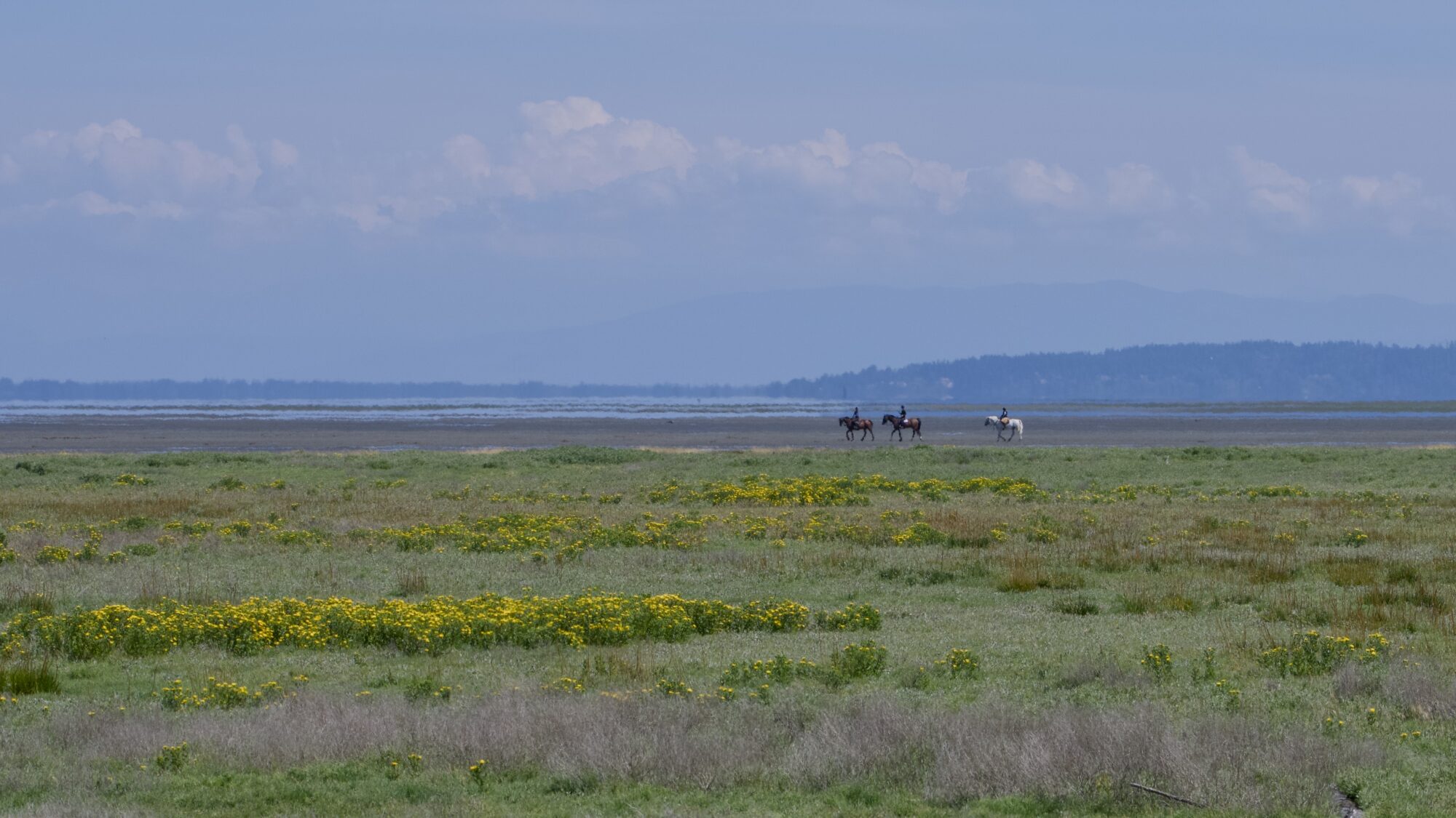 View from the Boundary Bay trail: green marshy vegetation, plus three people on horesback at the edge of the water