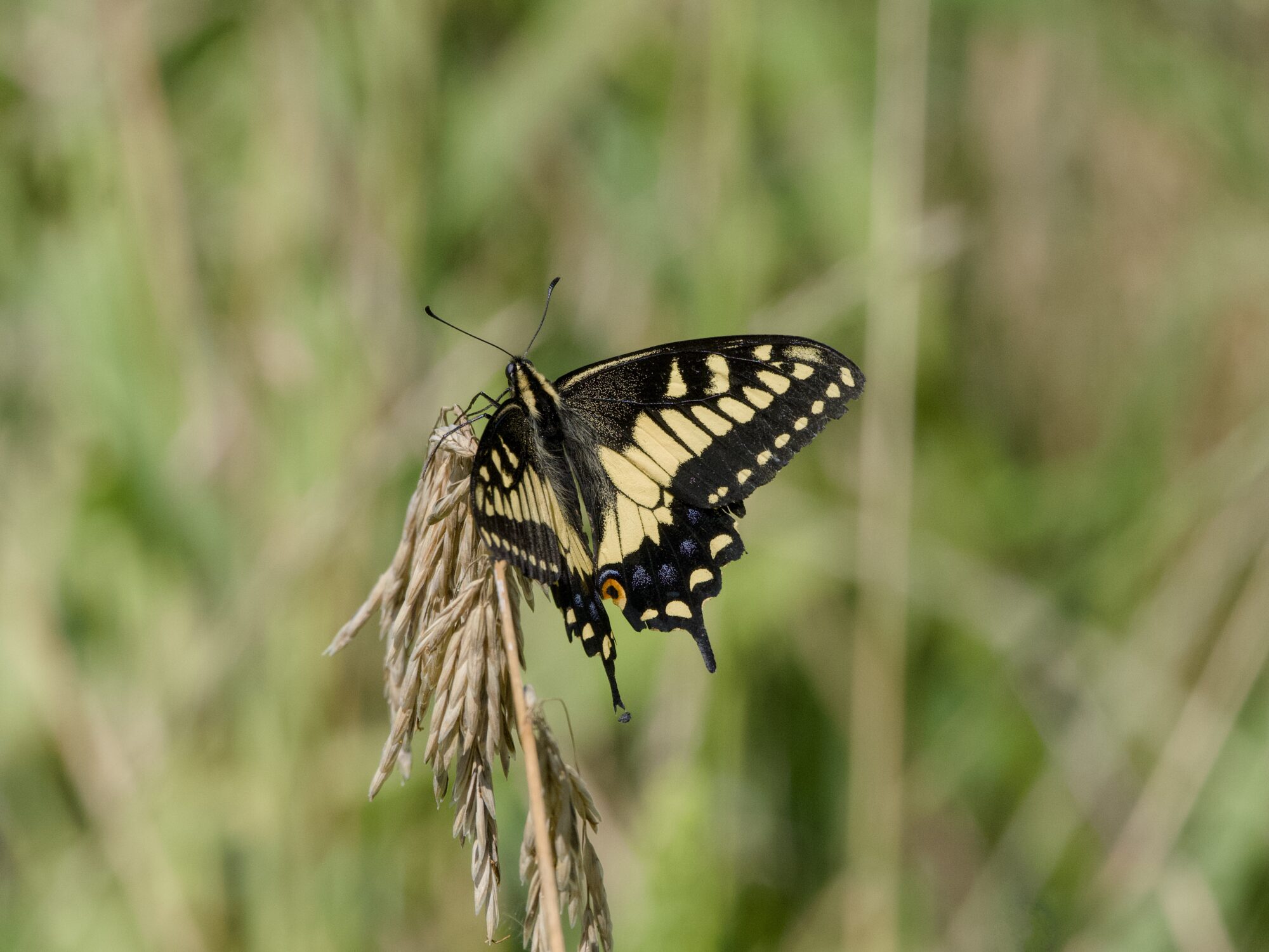 A Tiger Swallowtail sitting on a tall bit of grass