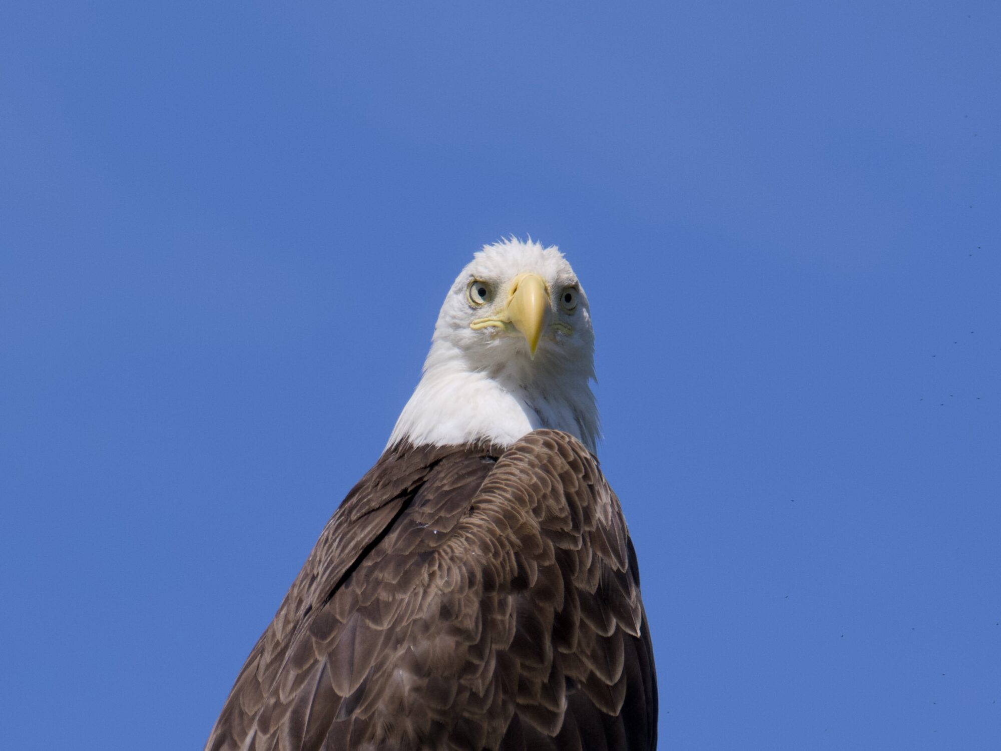 A closeup of a Bald Eagle's head and shoulders from below, looking in my direction against a solid blue sky
