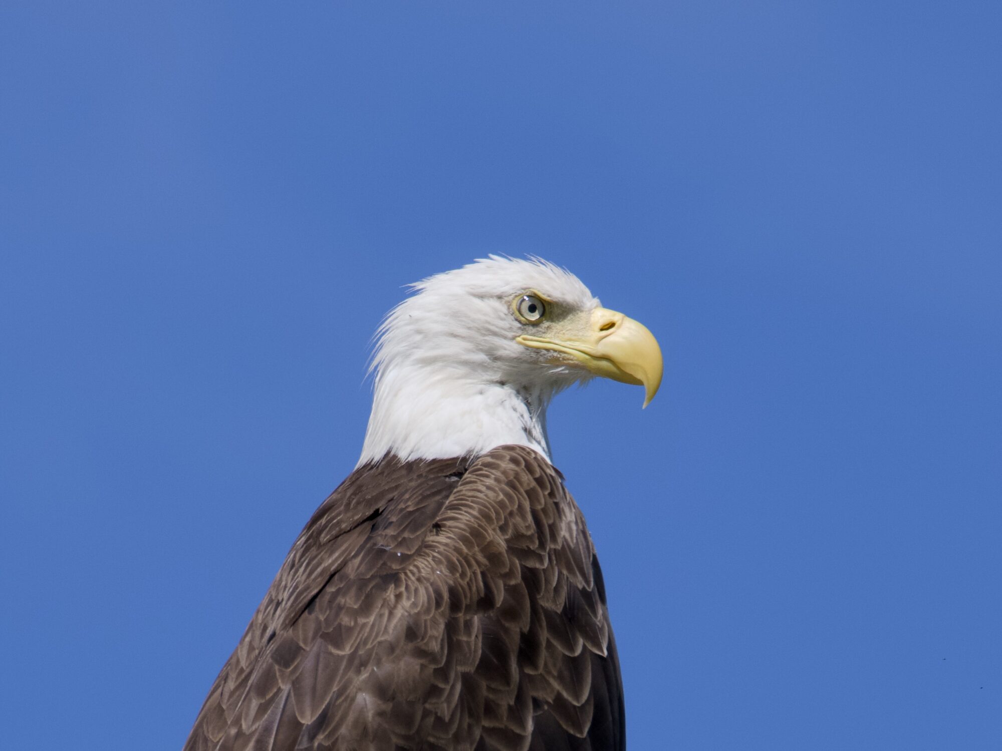 A closeup of a Bald Eagle's head and shoulders from below, looking in camera right against a solid blue sky