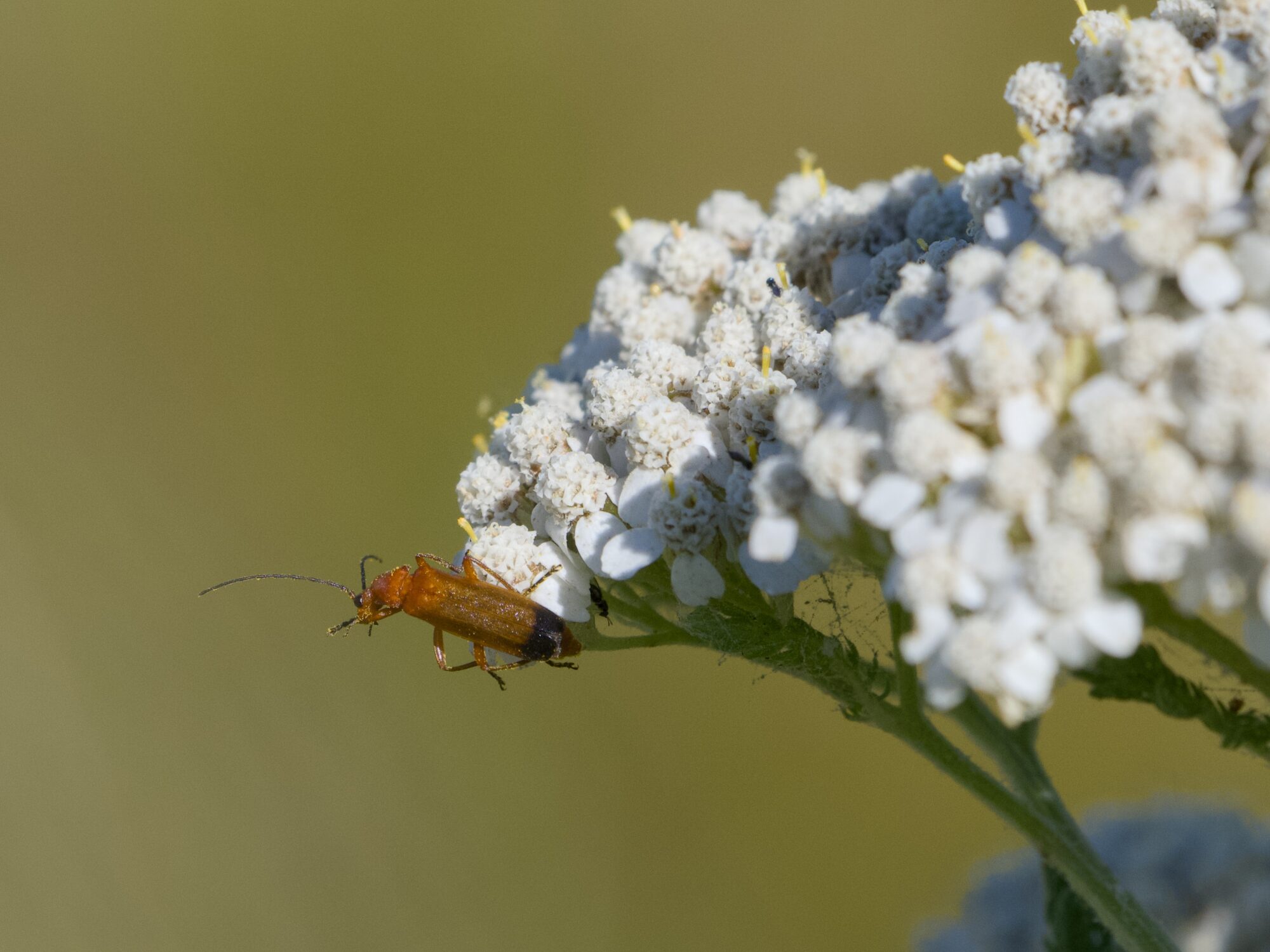 A thin, long red beetle is hanging from the edge of a cluster of tiny white flowers