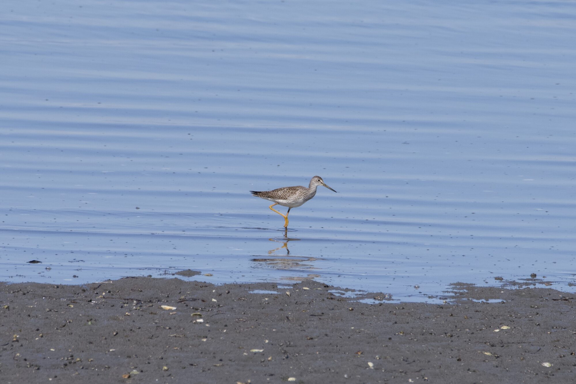 A Greater Yellowlegs in the water, at the edge of a sandy beach