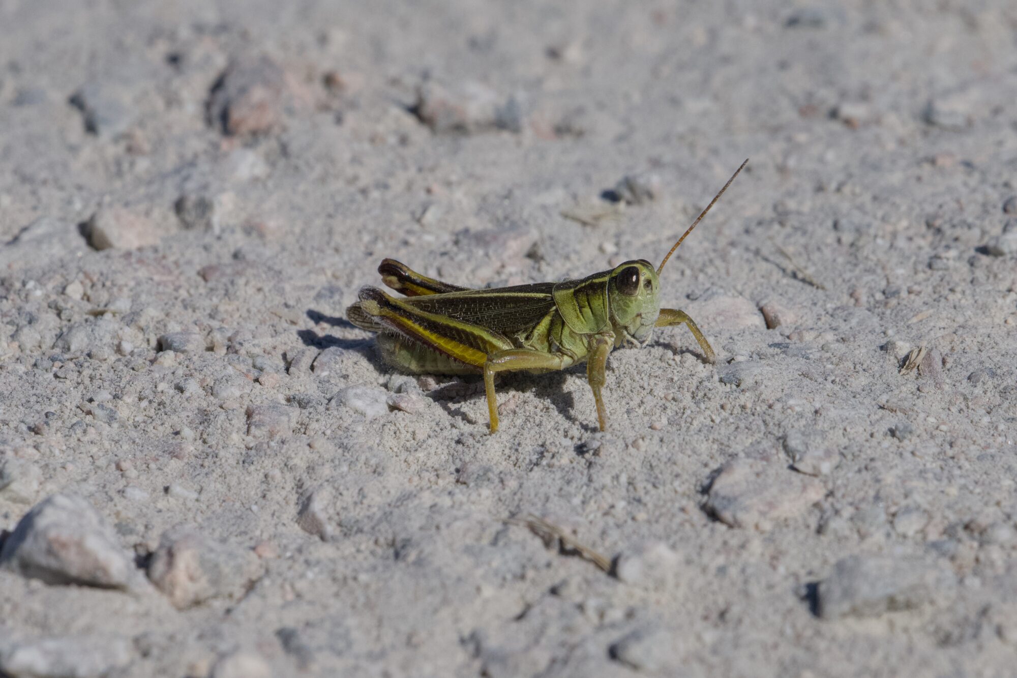 A greenish grasshopper on a gravelly trail
