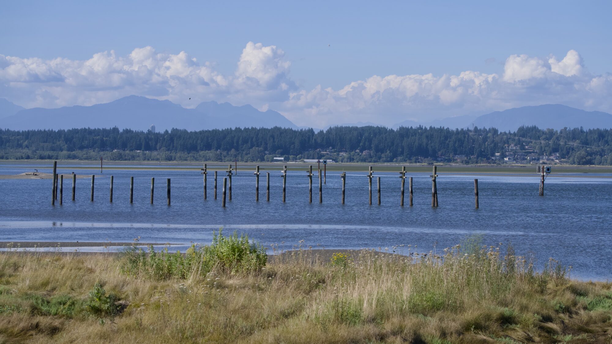 A long line of pilings out in the water. Yellowish grass and short bushes in the foreground