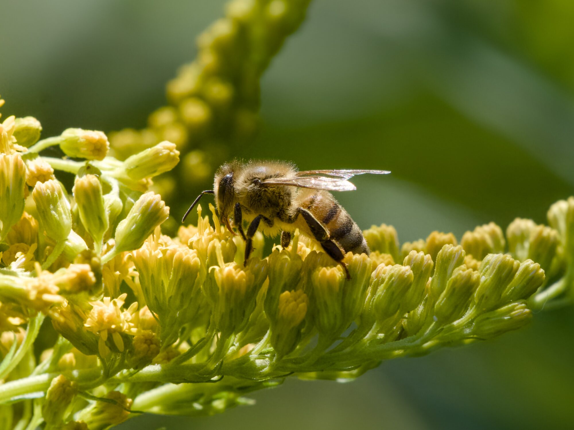 A honeybee on some small yellow flowers, backlit in late afternoon sun