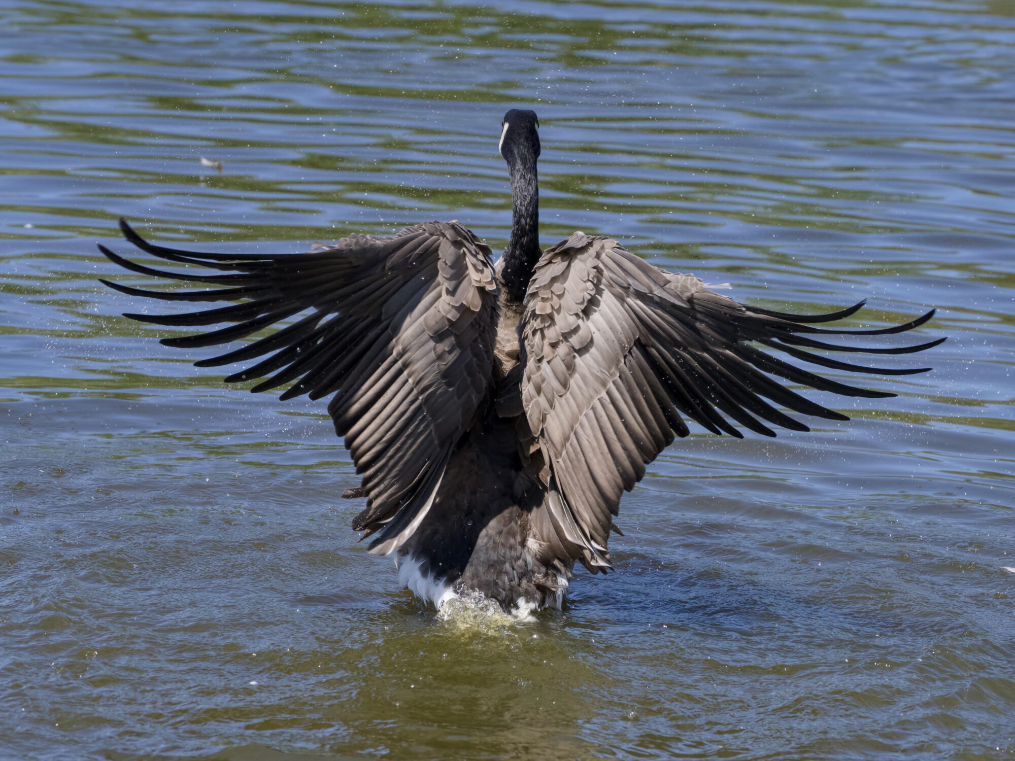 A Canada Goose in shallow water, its back to me, flapping its wings hard