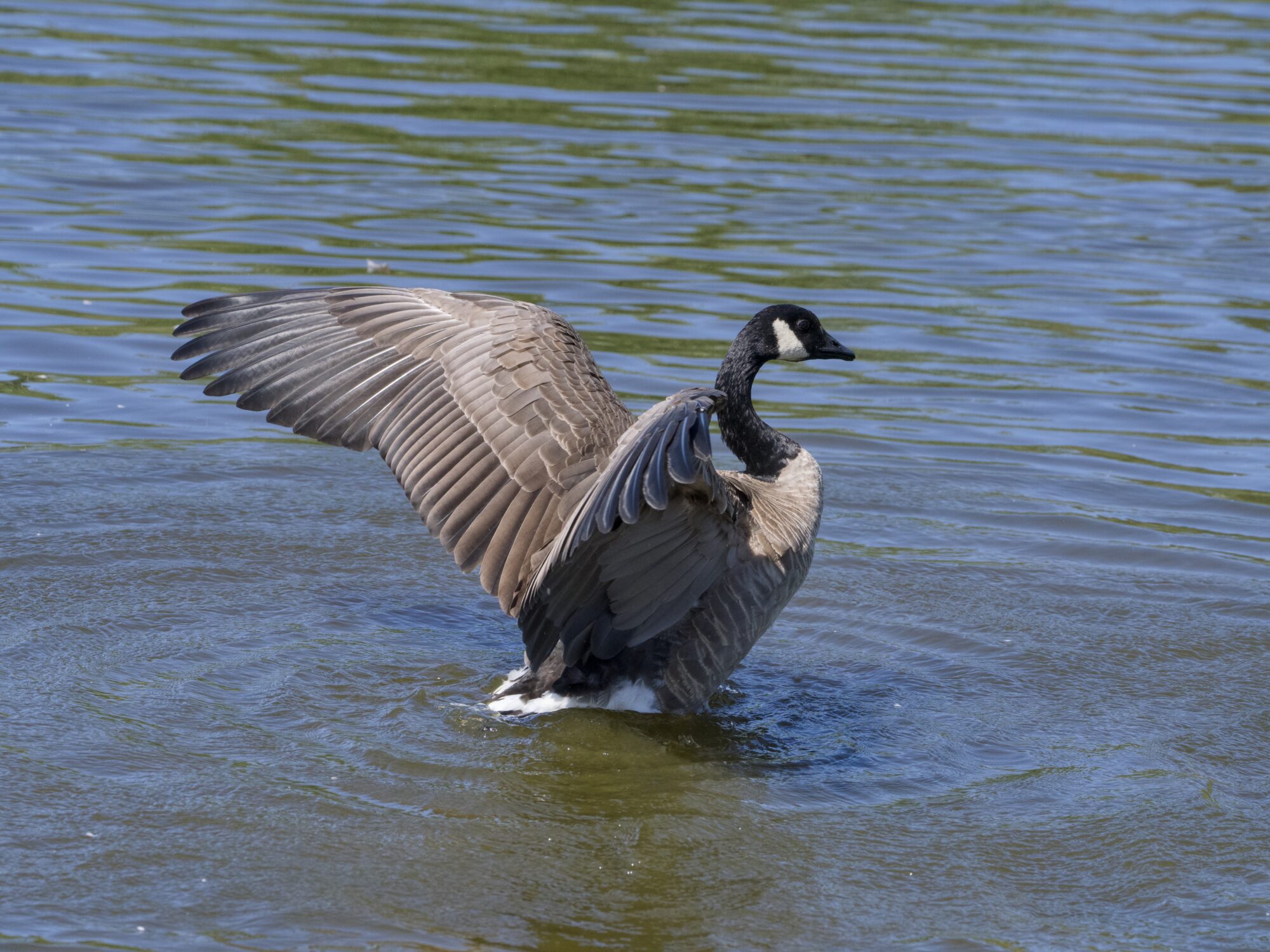 A Canada Goose in shallow water, its side to me, flapping its wings hard
