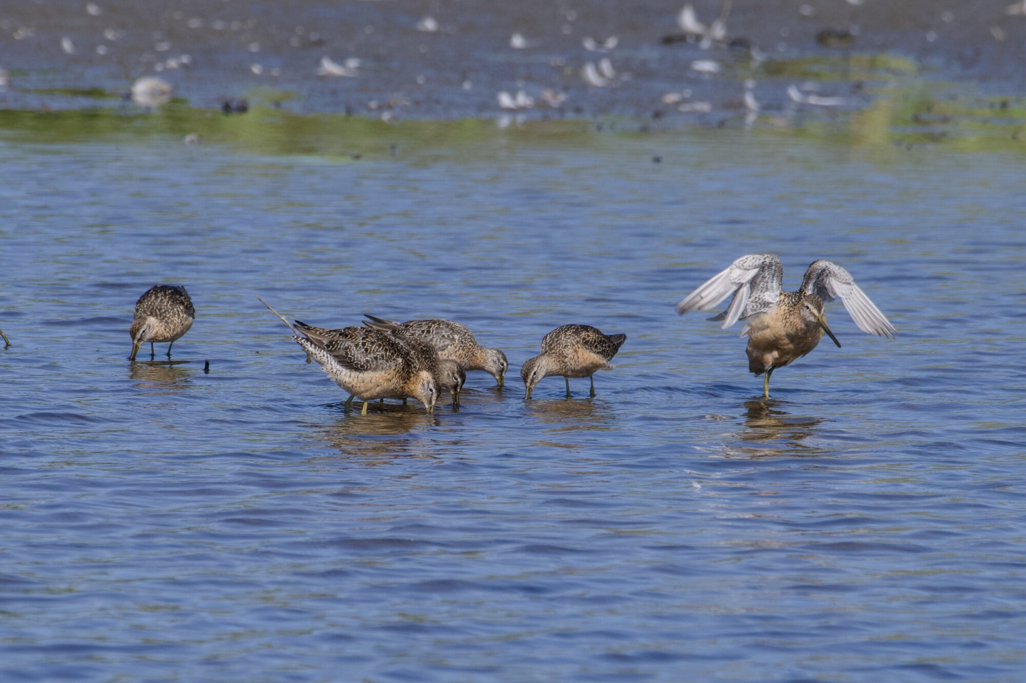 A few Long-billed Dowitches in shallow water. Most are quietly foraging, but the rightmost one is walking and flapping its wings