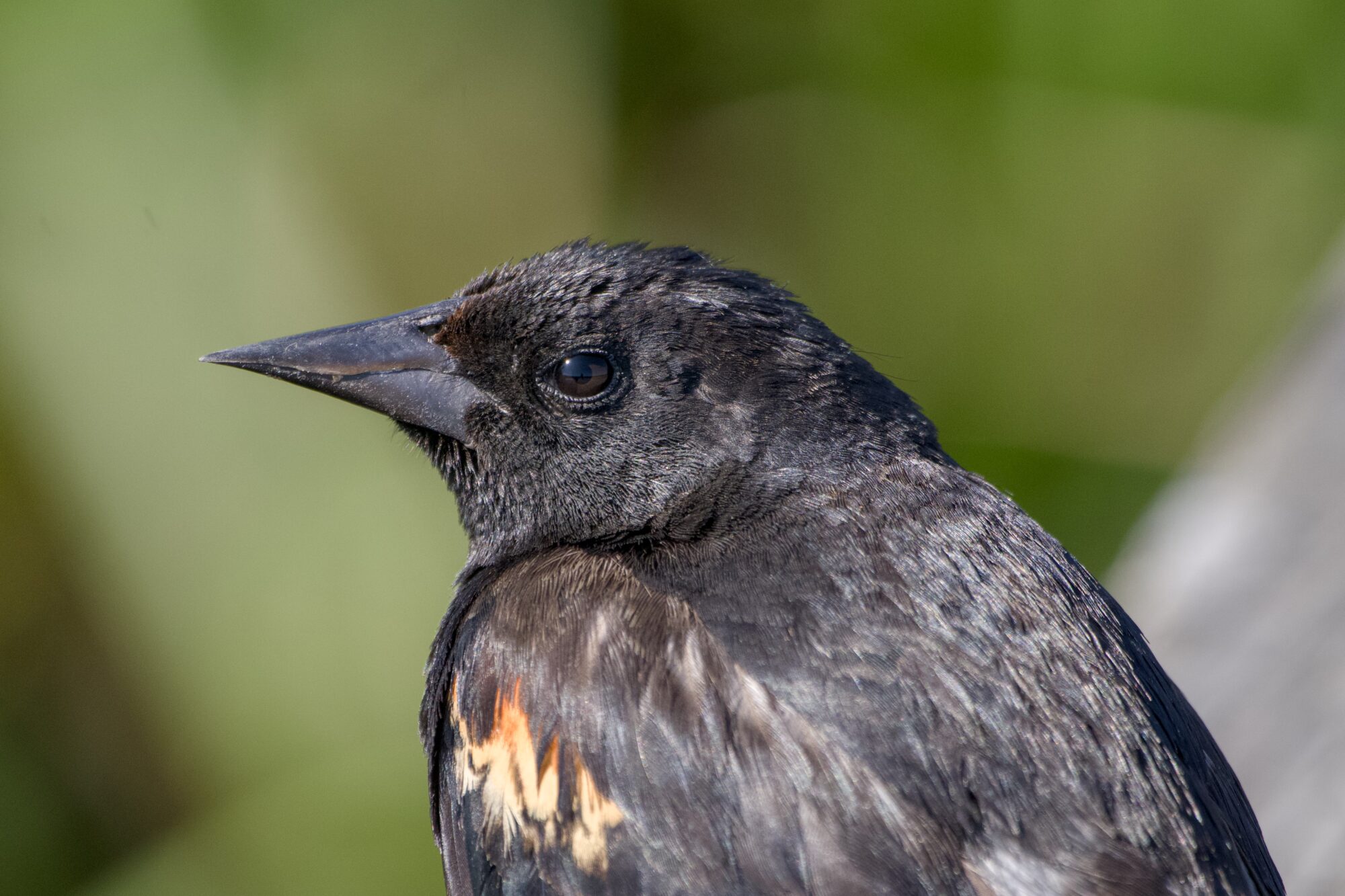 A slightly moulting male Red-winged Blackbird