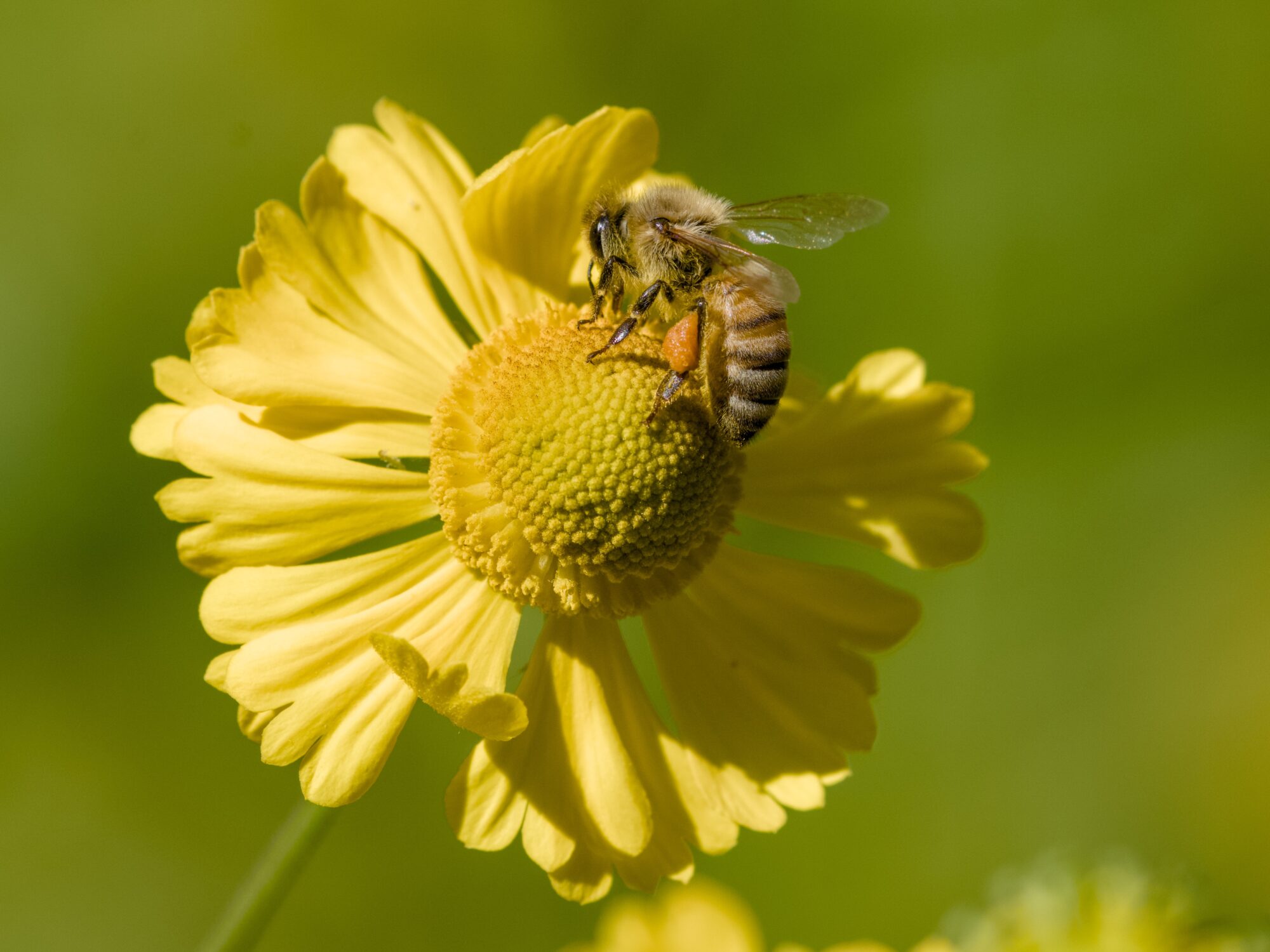 A honeybee on a yellow flower, on a green background