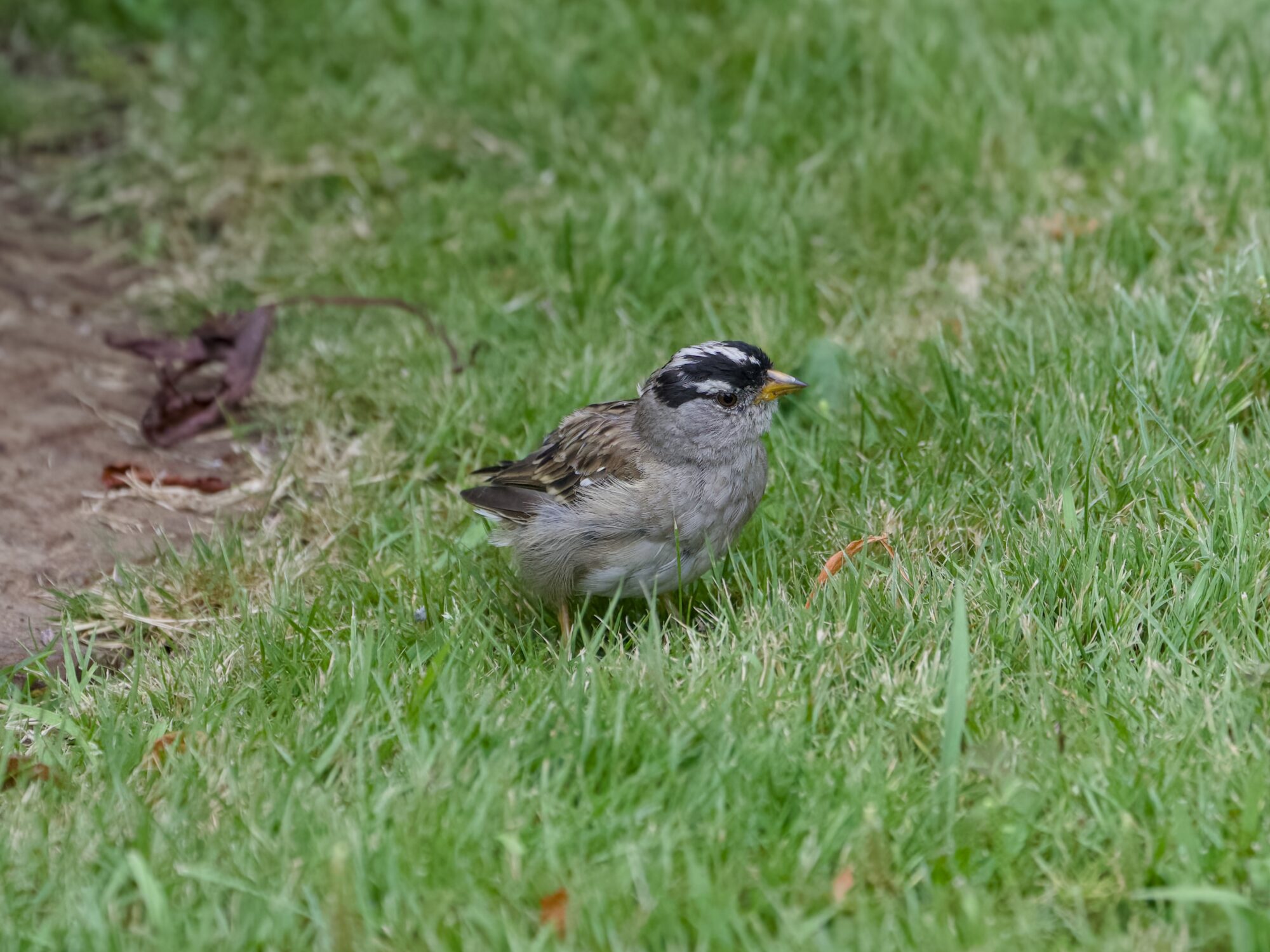 A White-crowned Sparrow in the grass