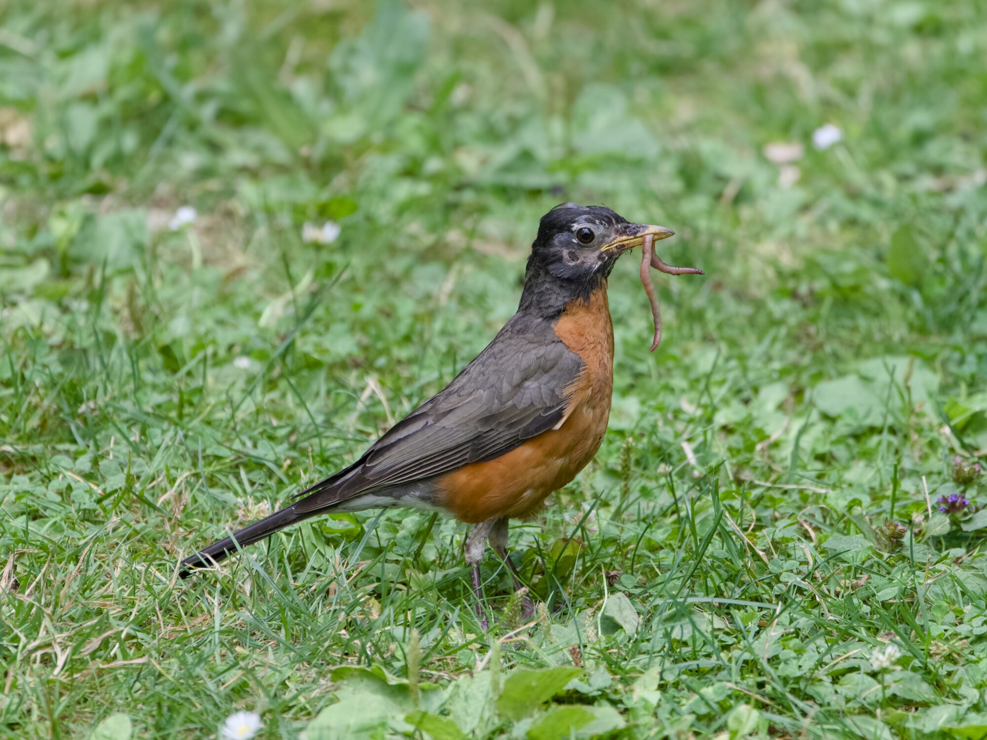 A somewhat moulting robin in the grass, holding a worm