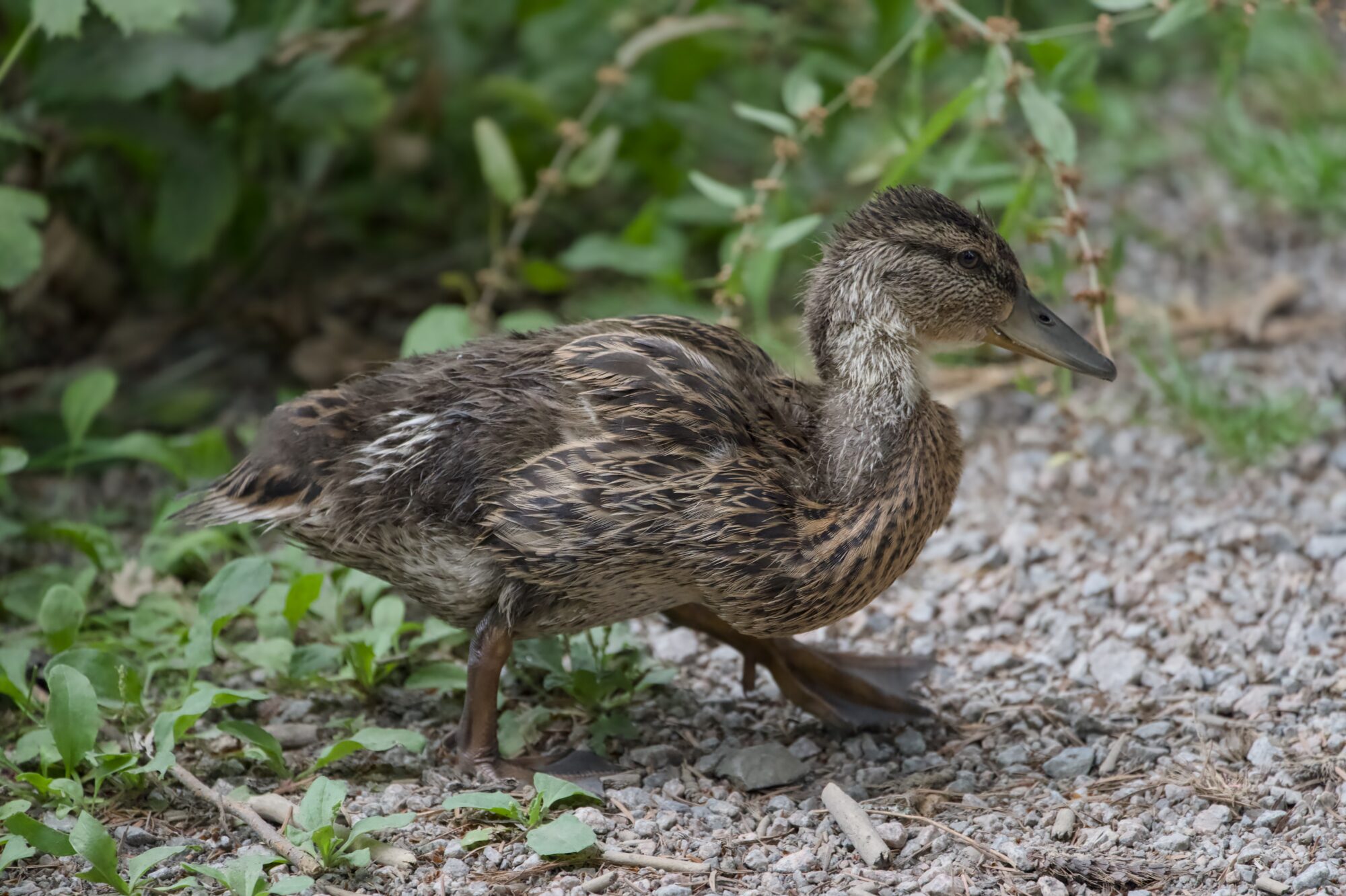 A half-grown Mallard Duckling is emerging from the bushes