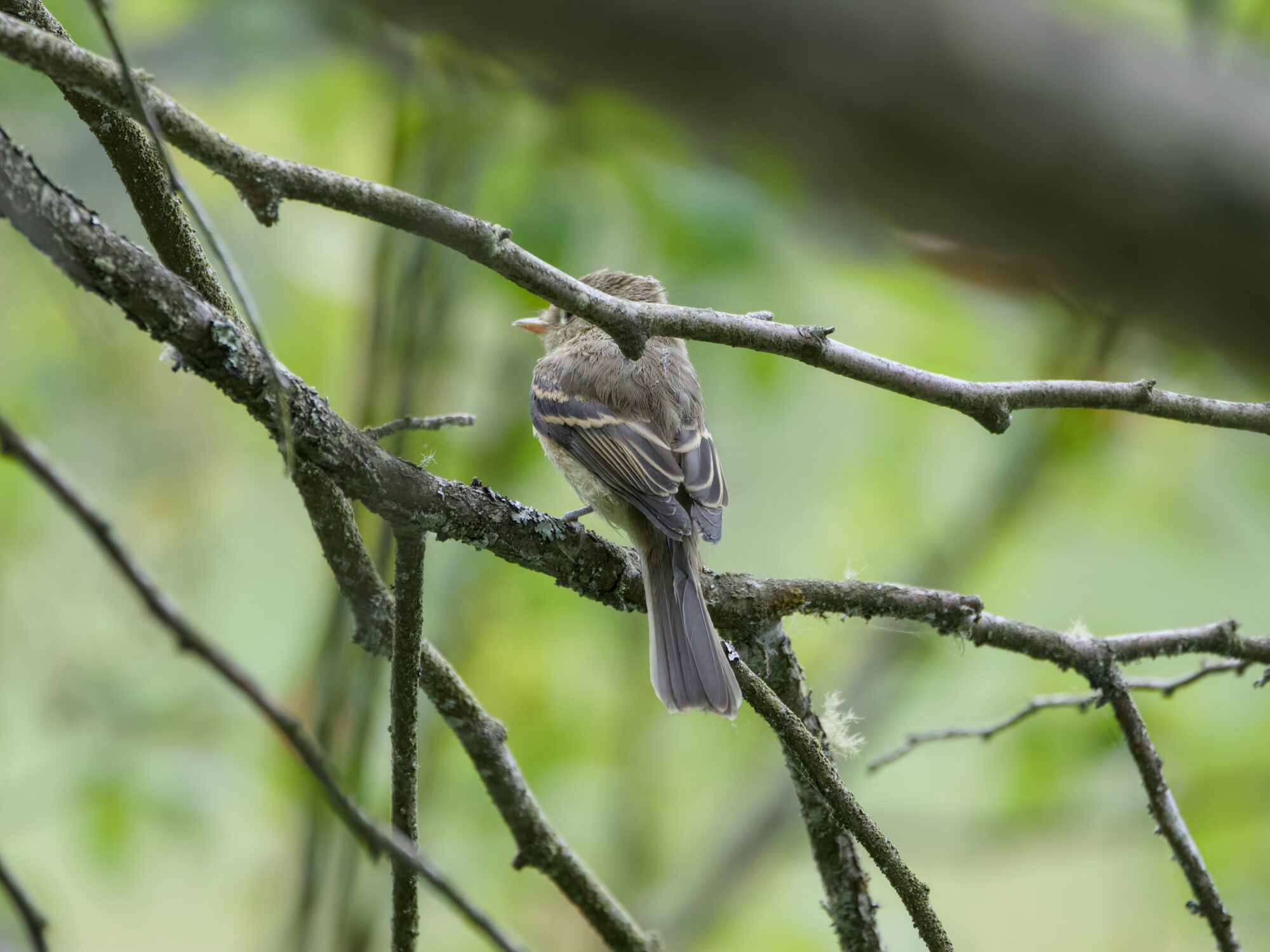 A Willow Flycatcher sitting on a branch with its back to me; a closer branch is partly hiding its head