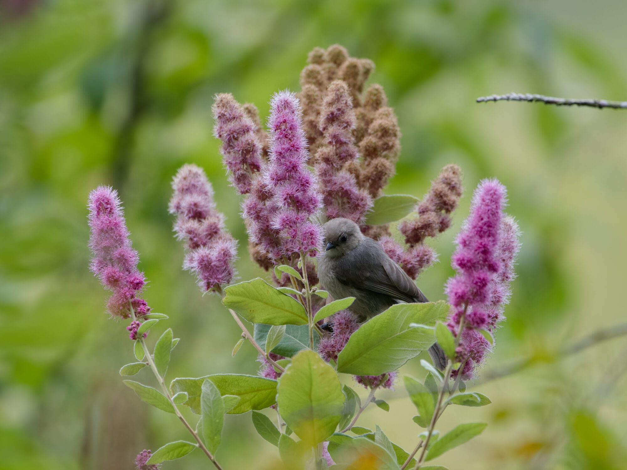 An American Bushtit in clusters of purple flowers