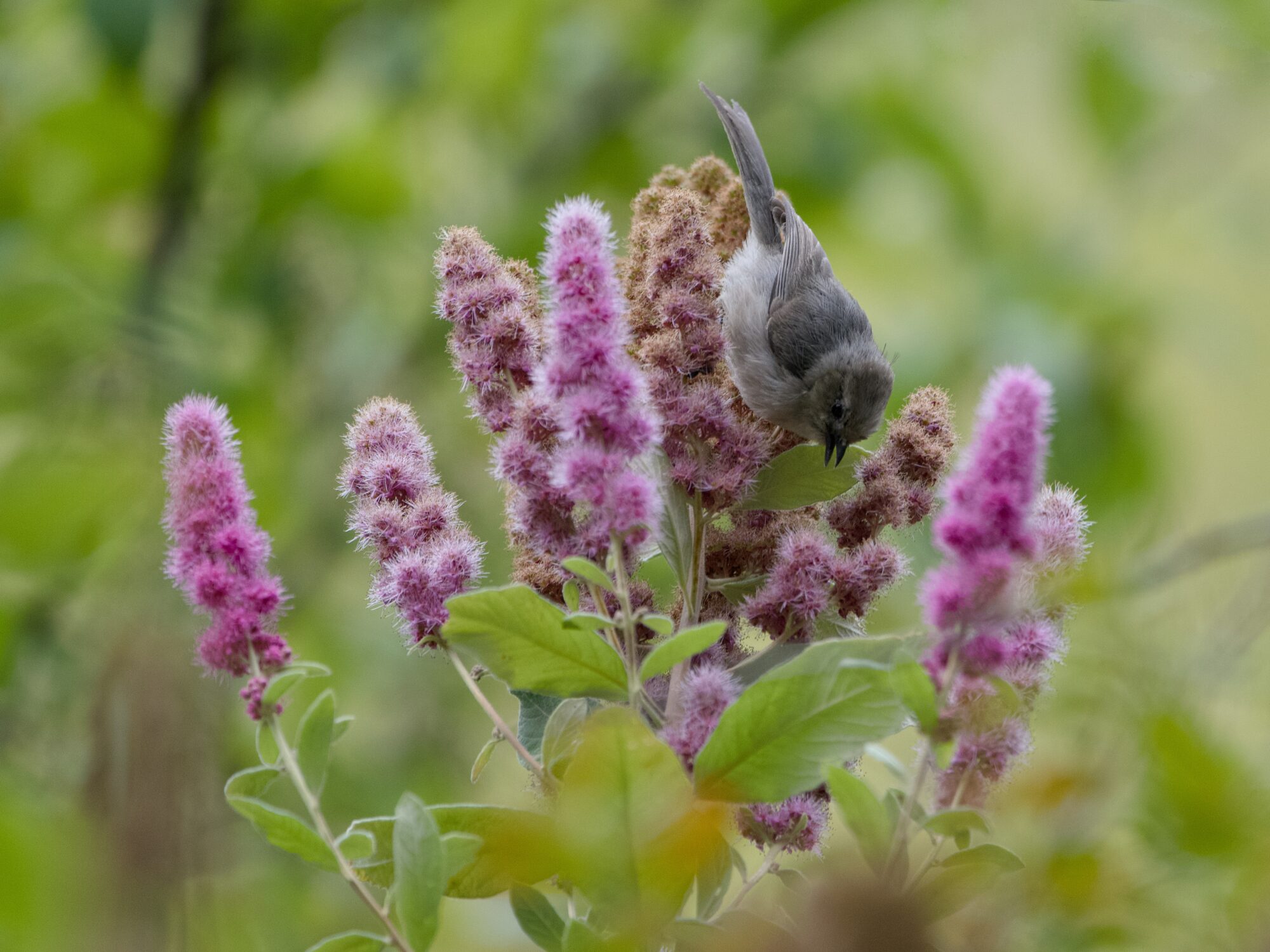 An American Bushtit in clusters of purple flowers