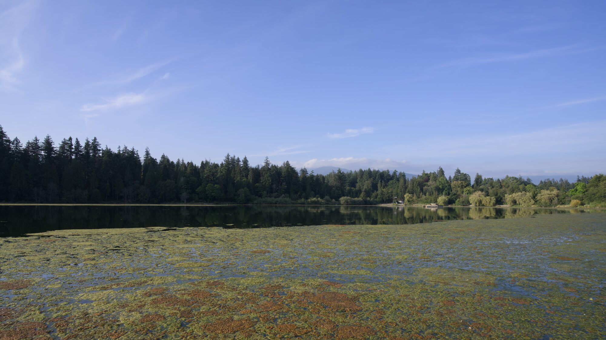 Lost Lagoon, mostly covered in orange and green algae blooms