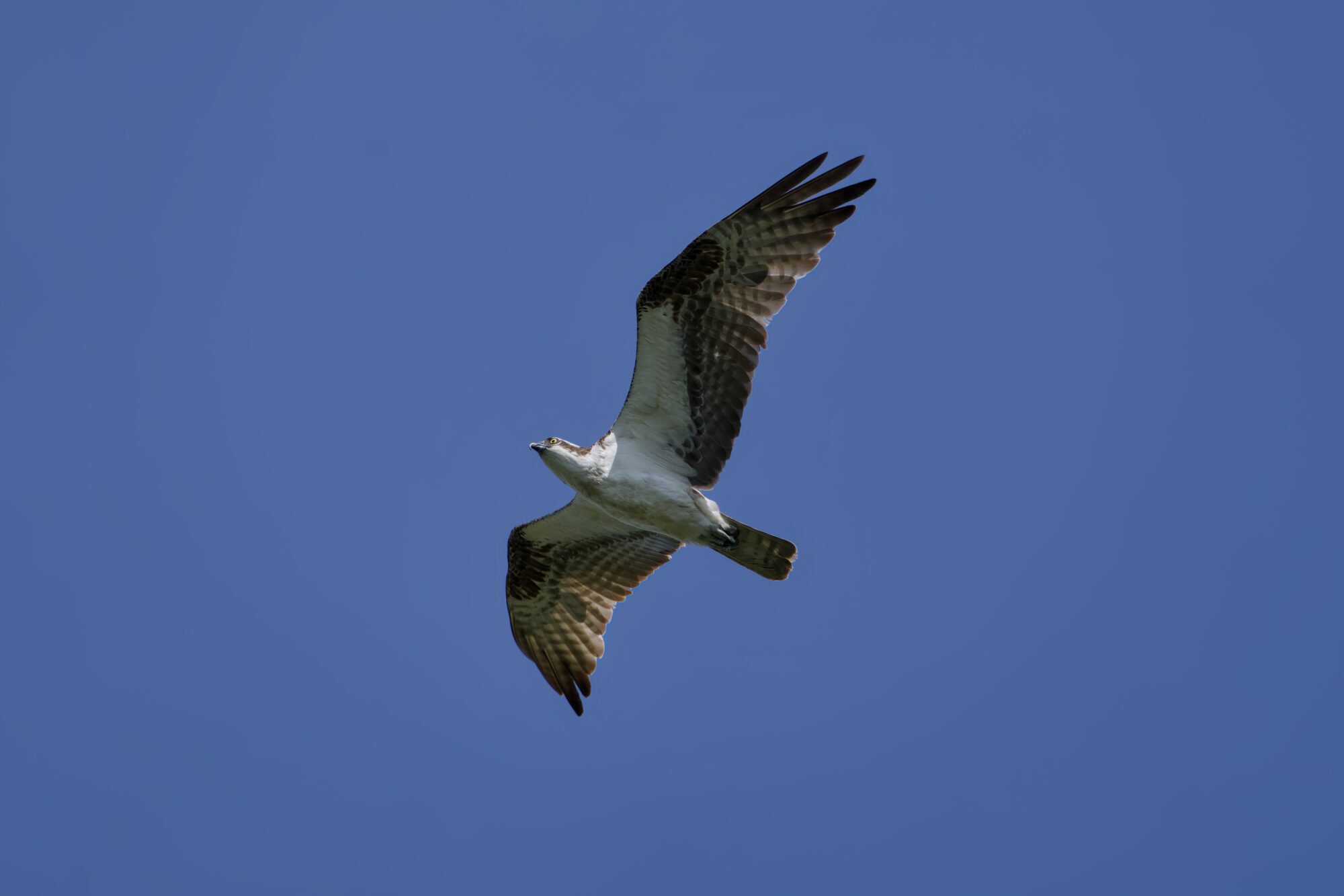 An Osprey flying overhead, against a solid blue sky