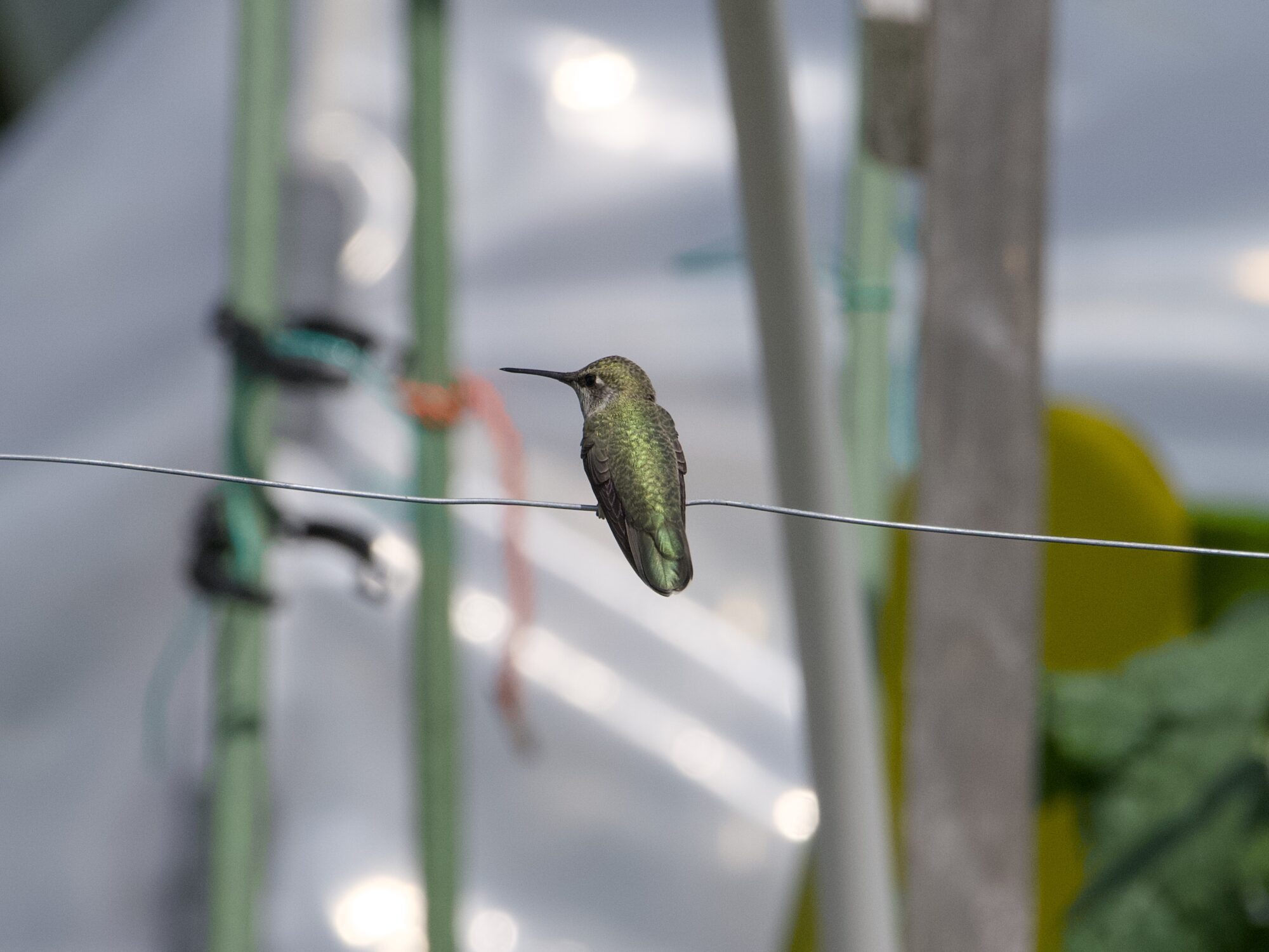 A hummingbird sitting on a wire, seen from the back. The body and wings are green