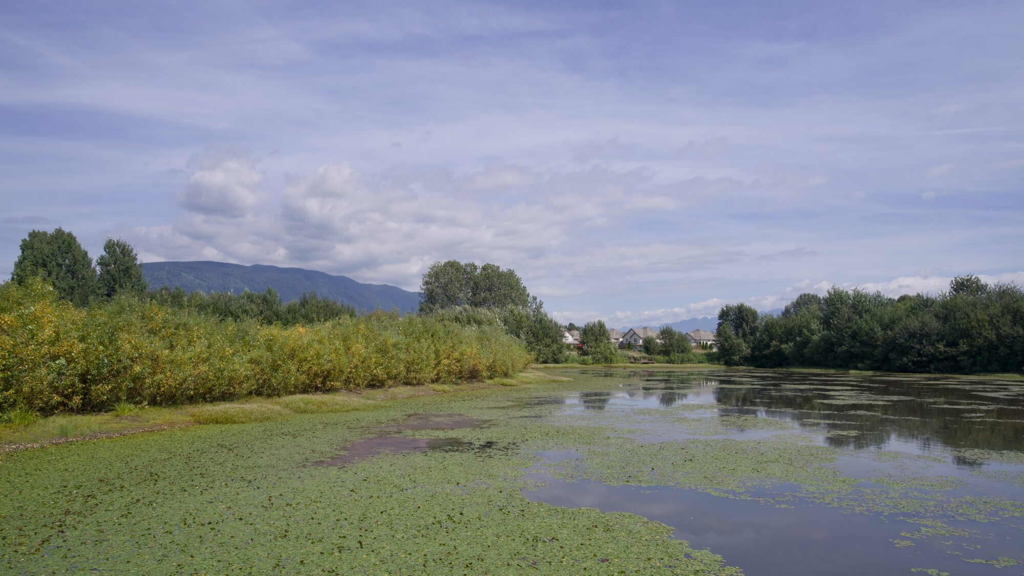 A pond surrounded by trees, half covered in lilypads