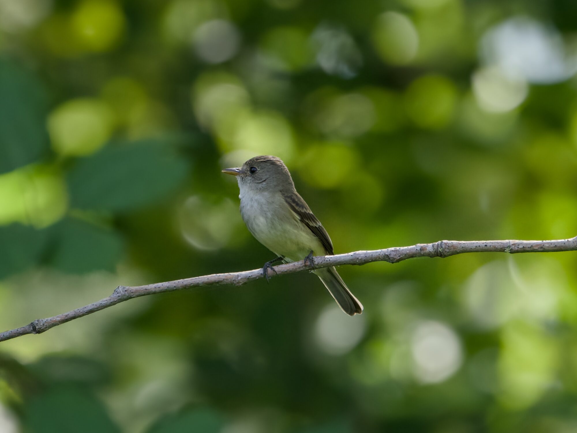 A little grey bird with a bit of a yellow wash on its belly, sitting on a branch, against dark green foliage