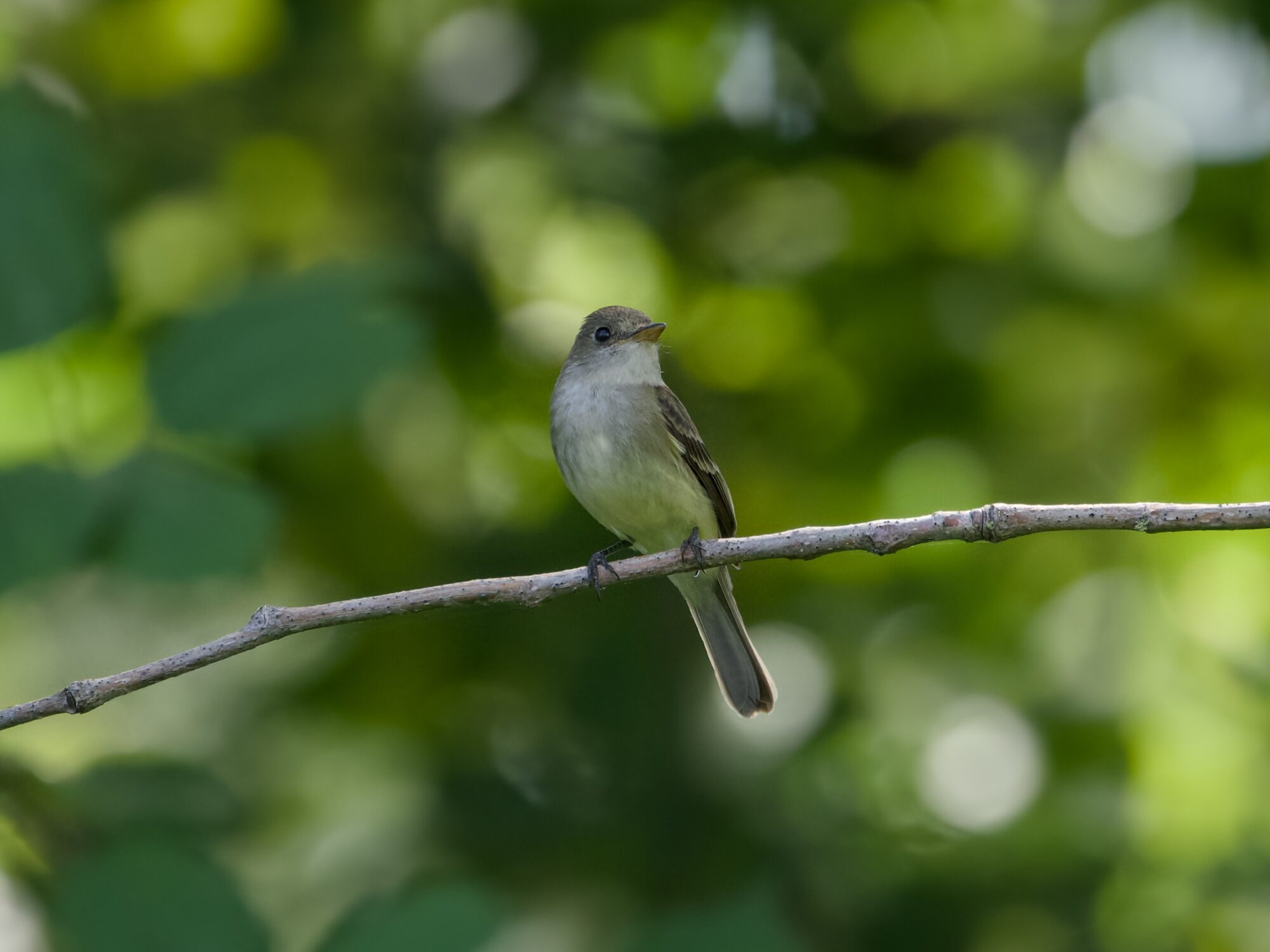 A little grey bird with a bit of a yellow wash on its belly, sitting on a branch, against dark green foliage