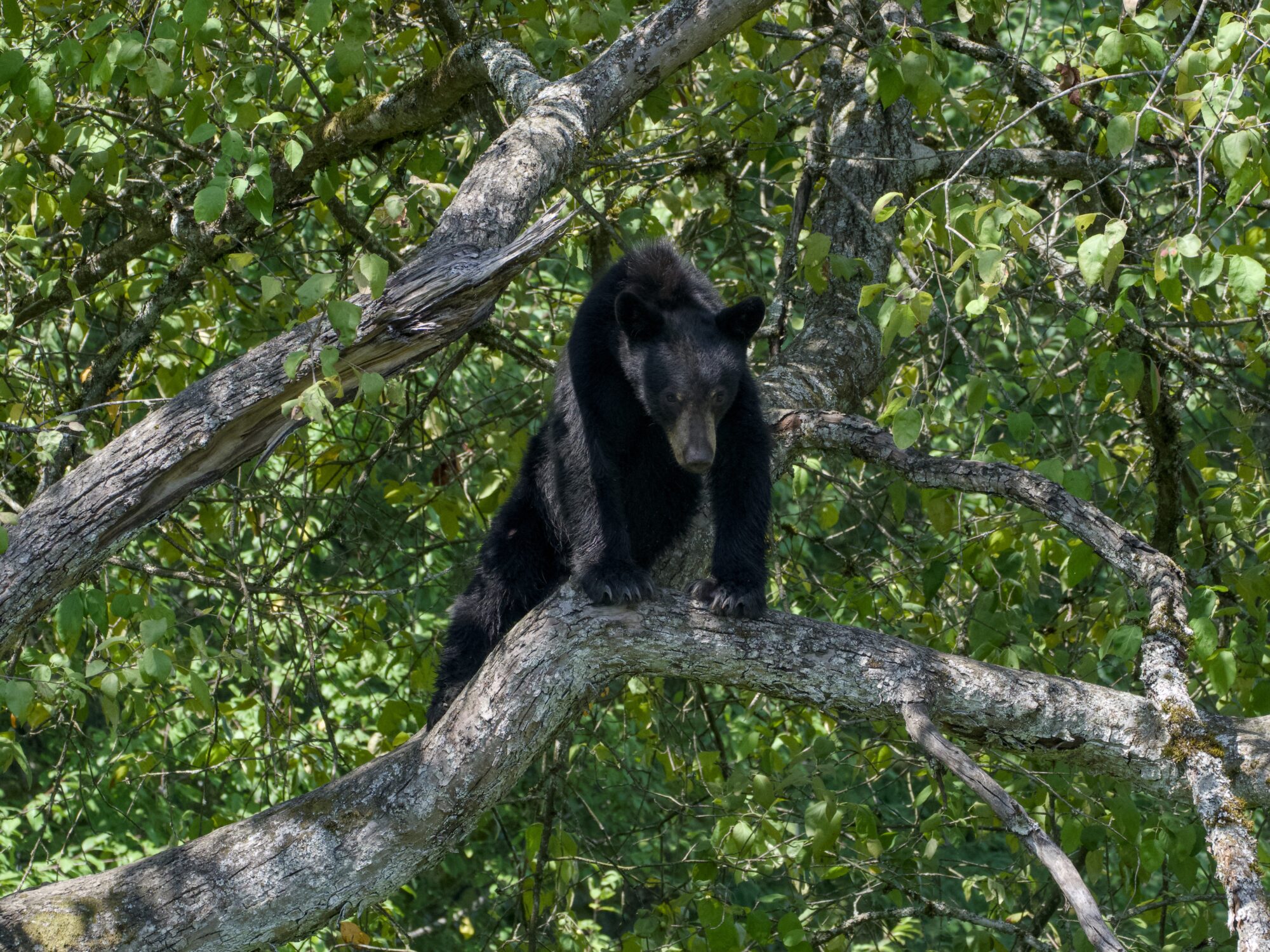 A black bear, probably juvenile, sitting up in a tree surrounded by foliage