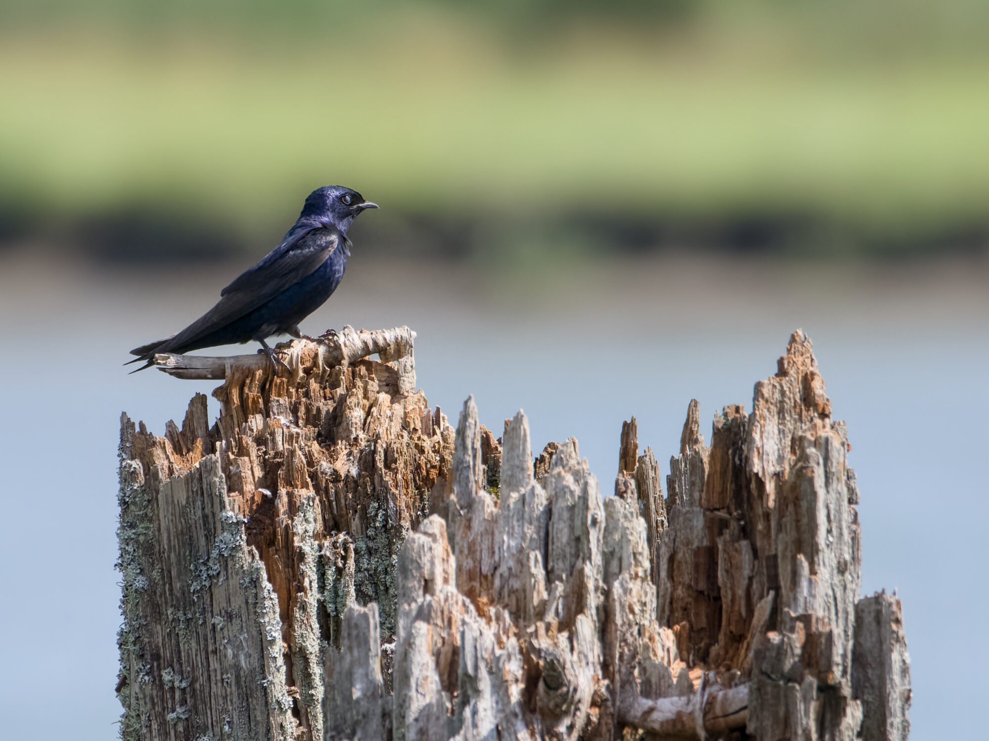 A male Purple Martin sitting on a ragged piling. The other side of the river is visible in the background