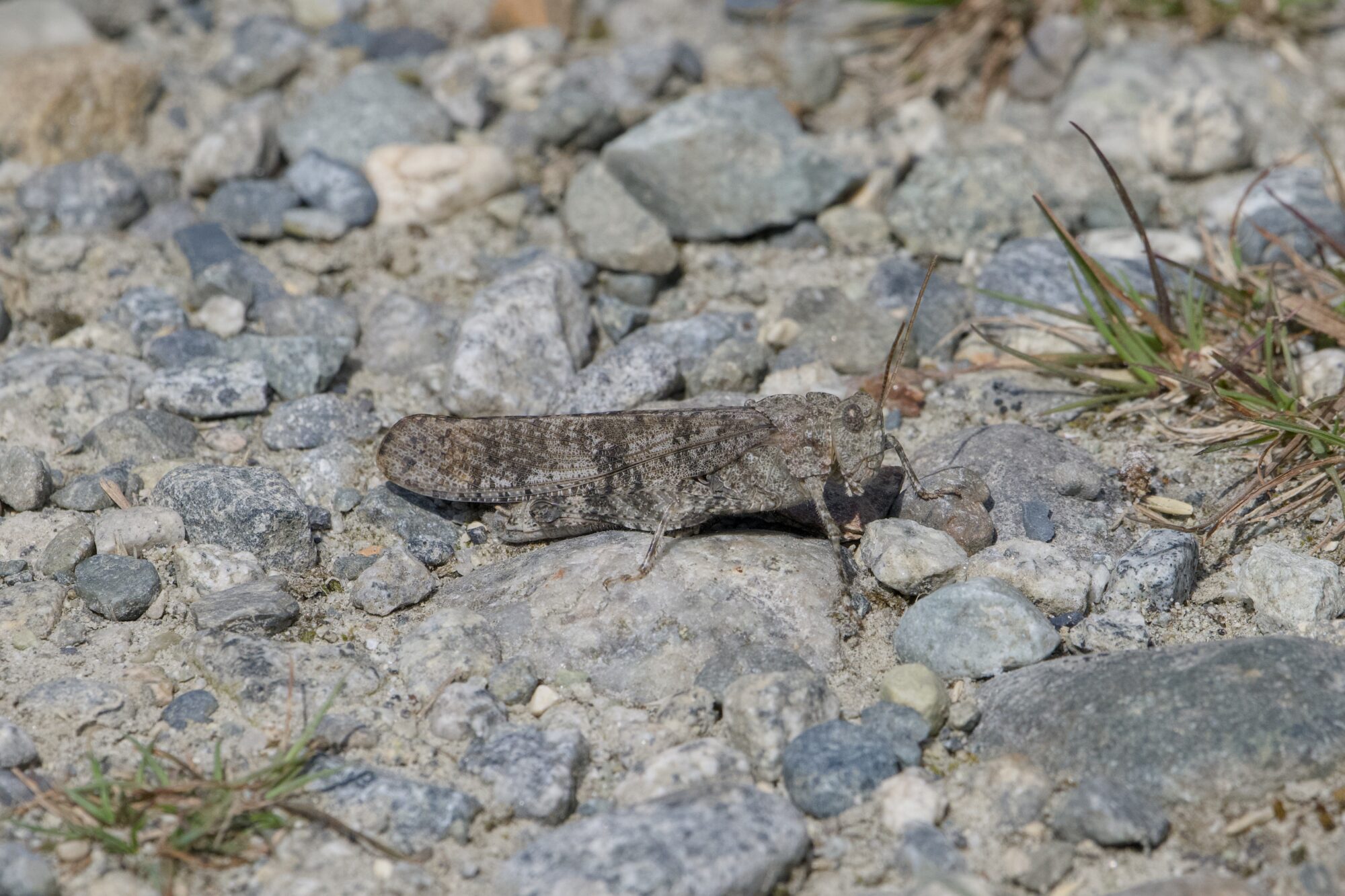 A greyish grasshopper on a grey stony trail