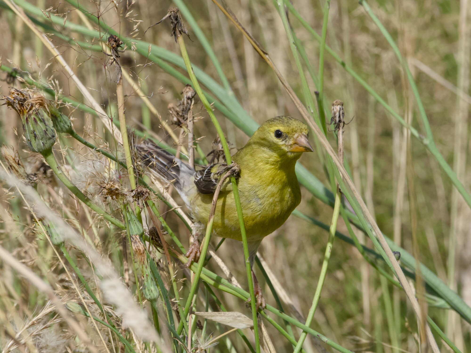 A female American Goldfinch sitting on a tall grass, amongst other grasses